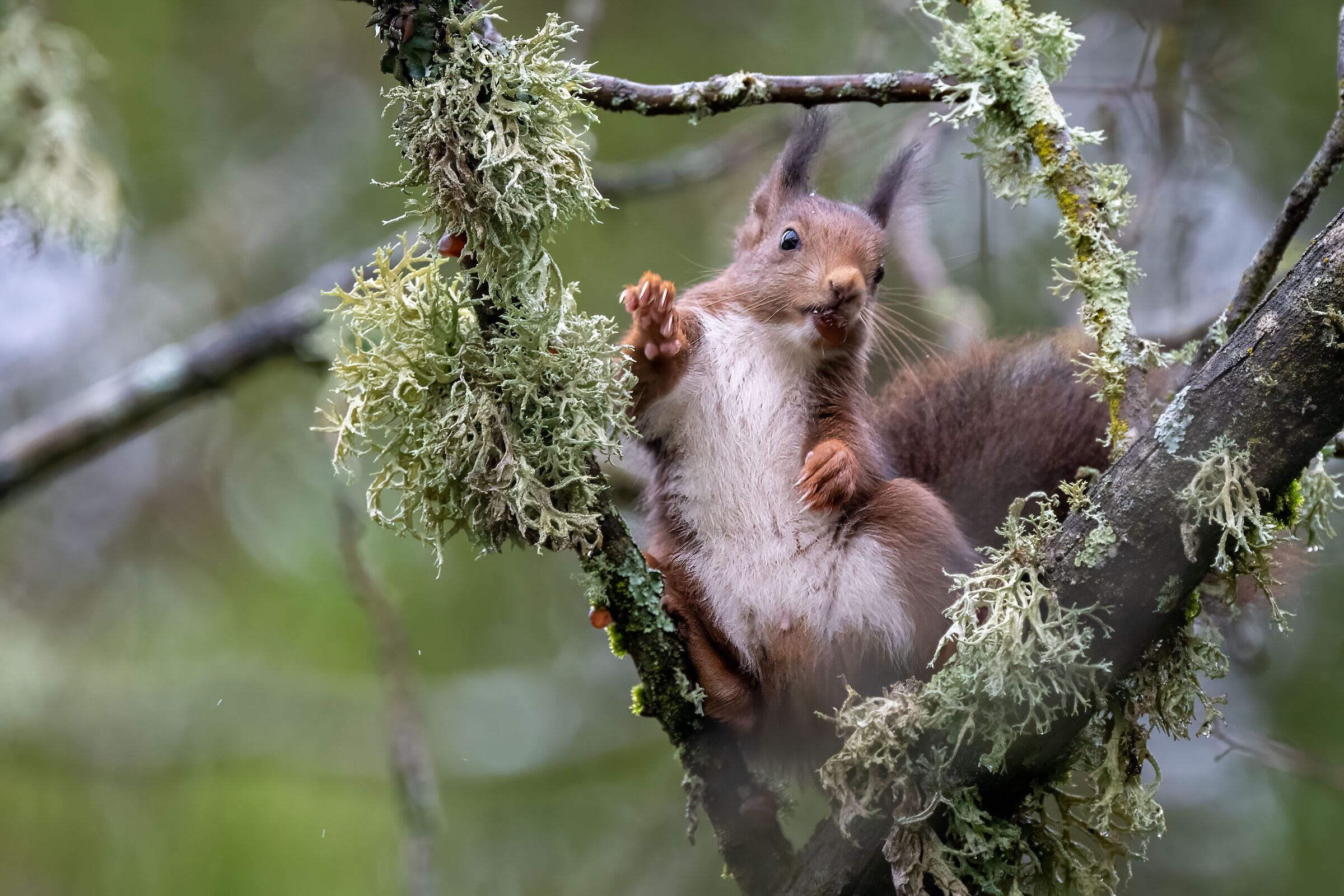 Red Squirrel II