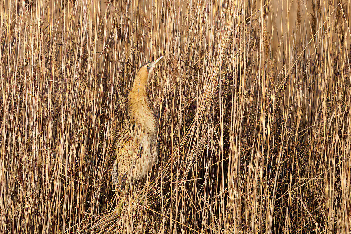 The camouflage of the Bittern