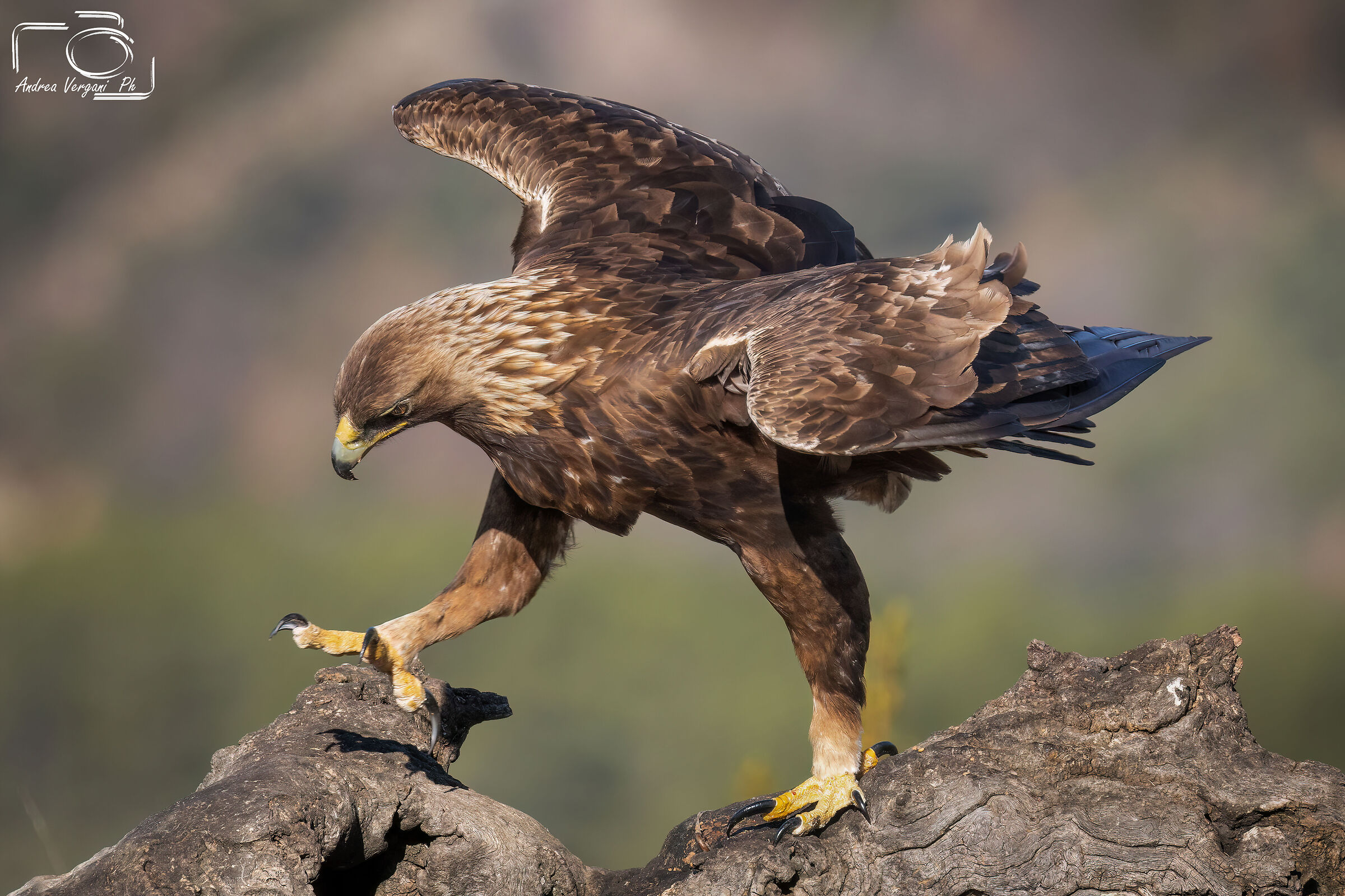 Aquila Reale  Aquila chrysaetos