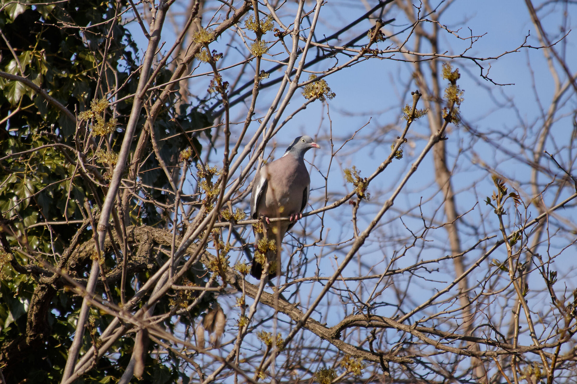 Pigeon 2