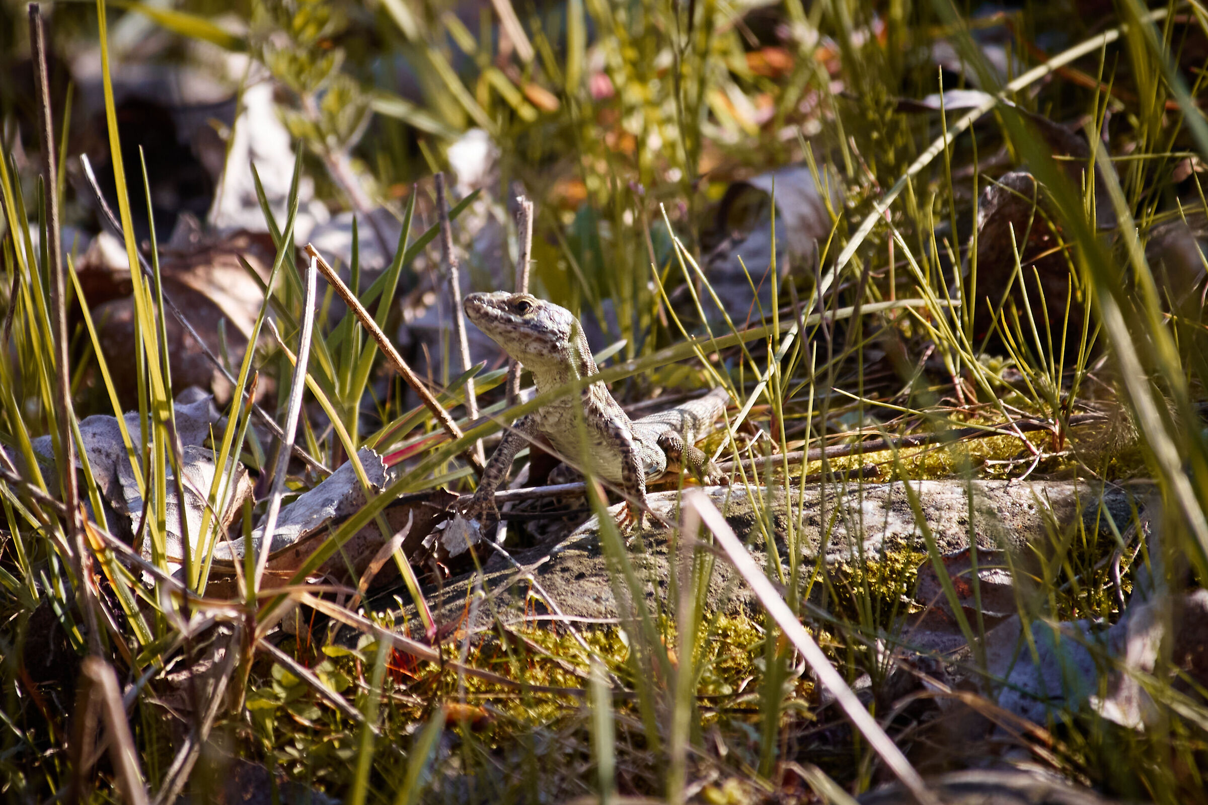 Lizard