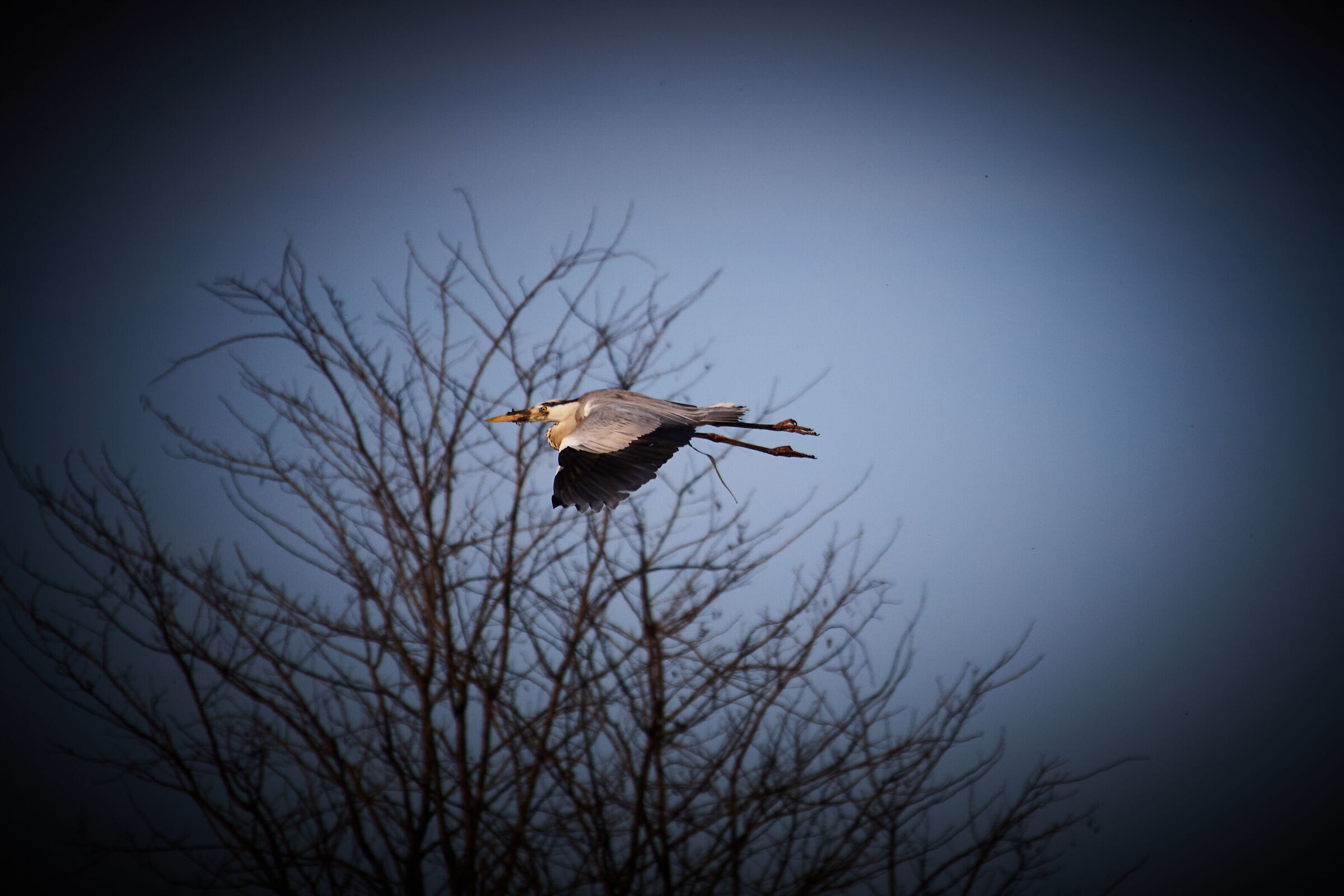 Heron