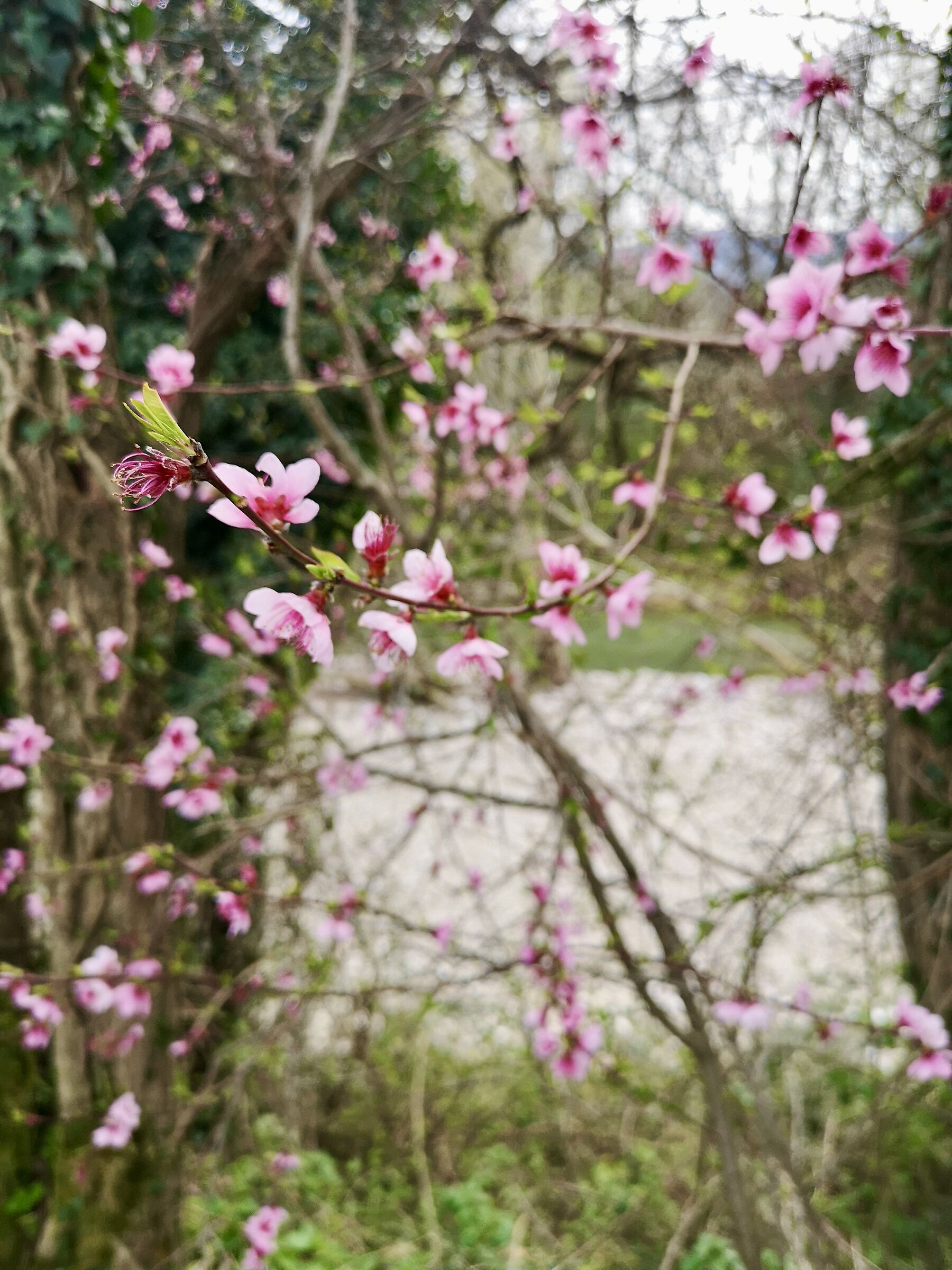 passeggiando per GIavenale