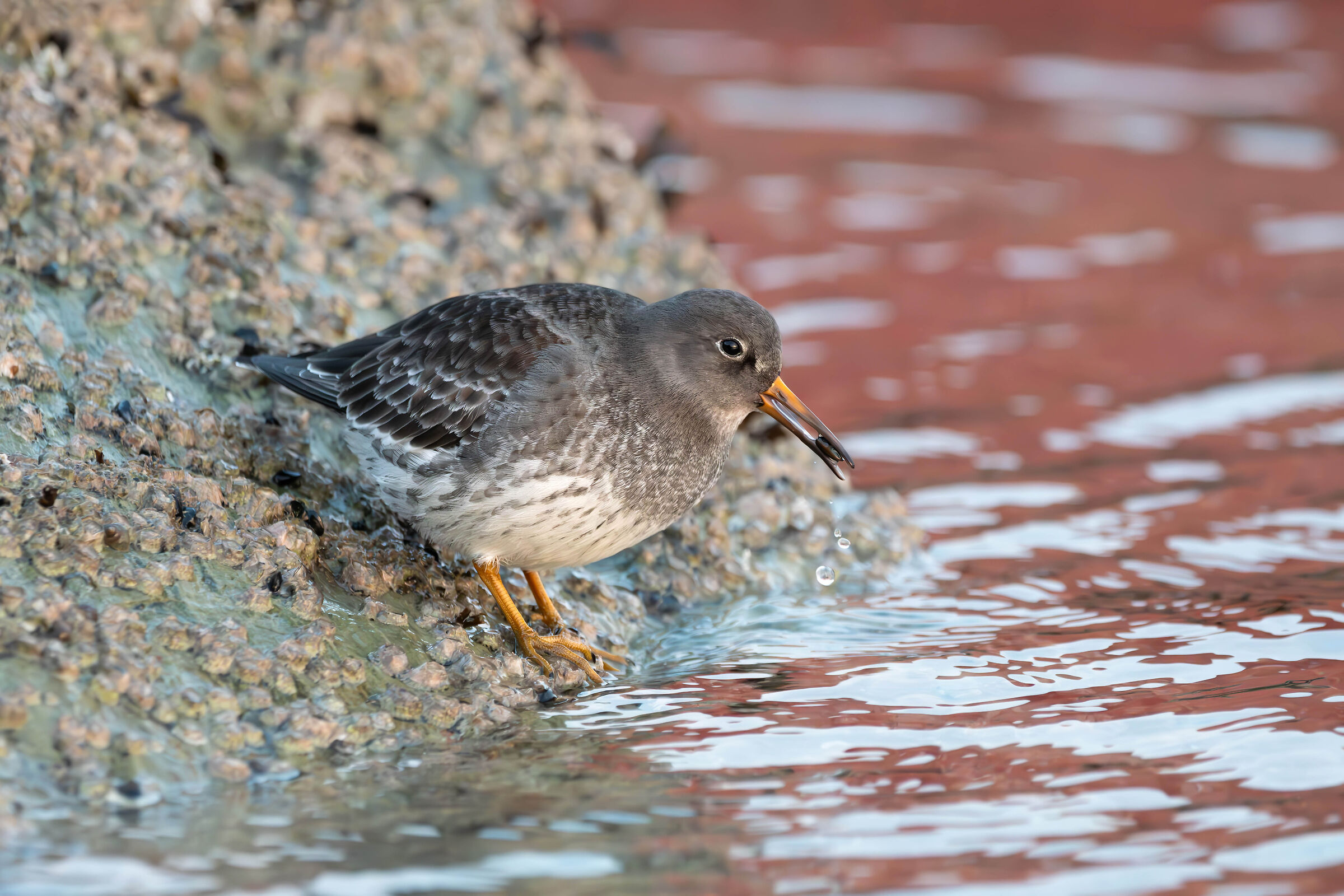 Piovanello violetto (Calidris maritima)