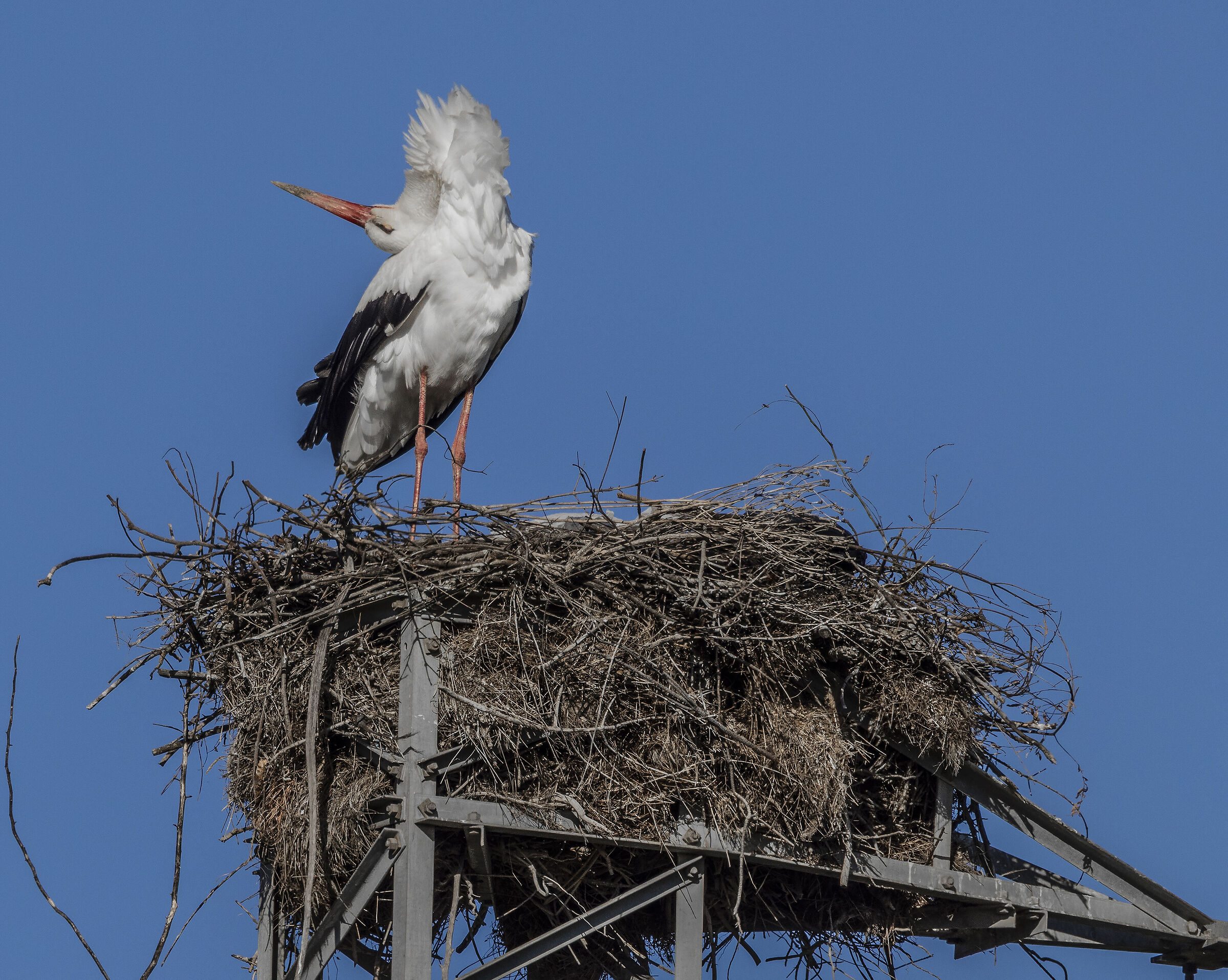 a stiff necked stork