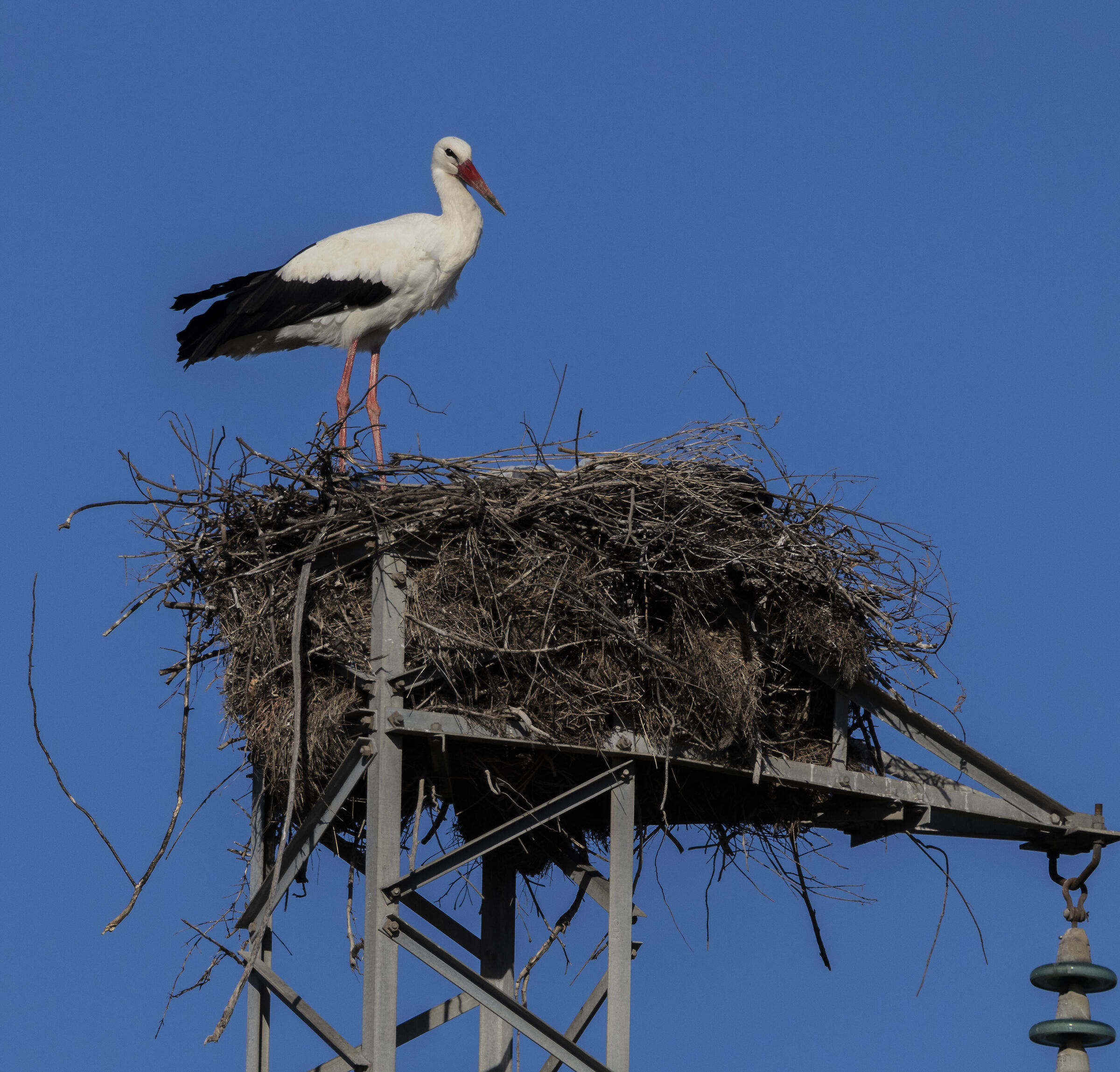 a stork exploring the landscape