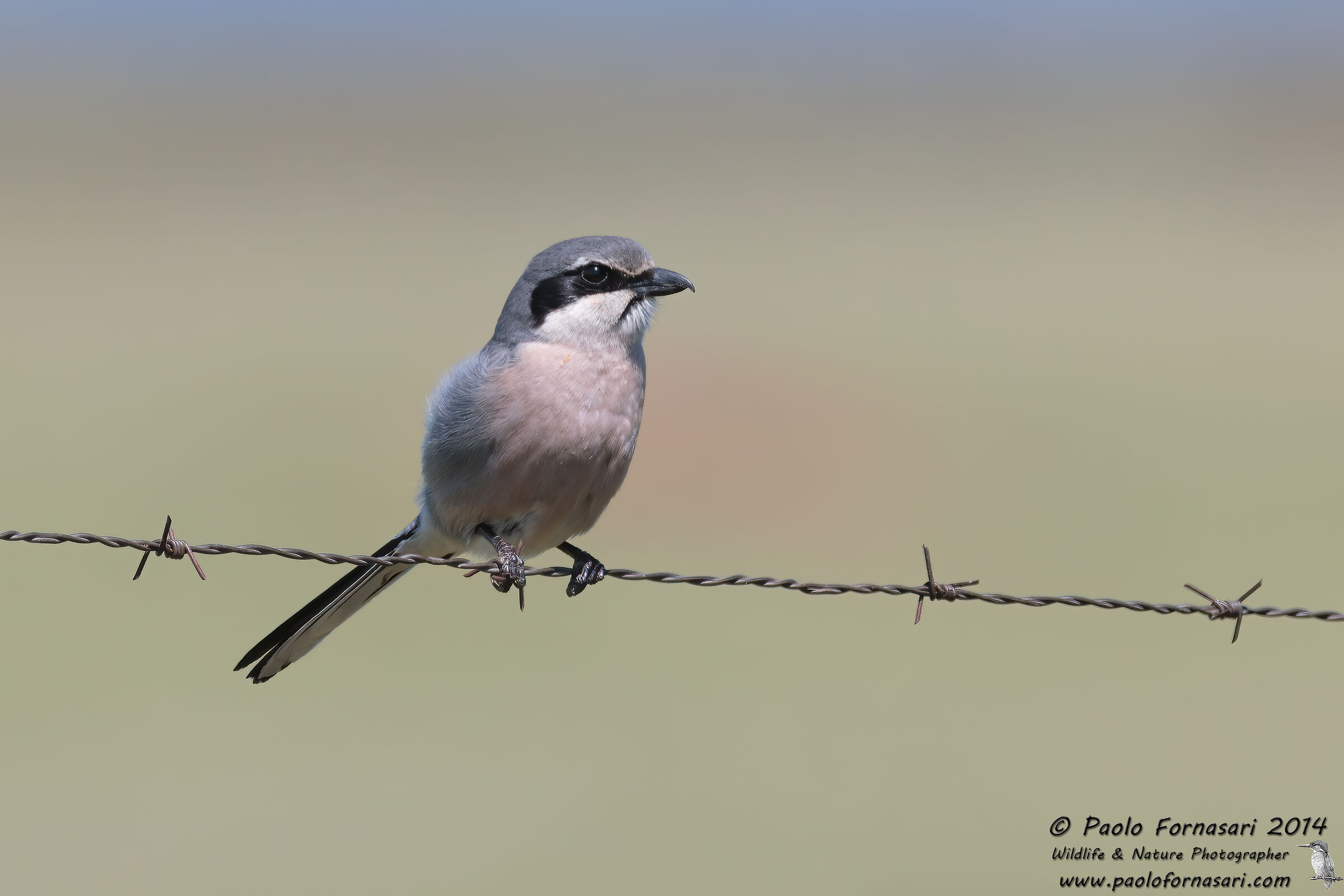 Southern Shrike (Lanius meridionalis)