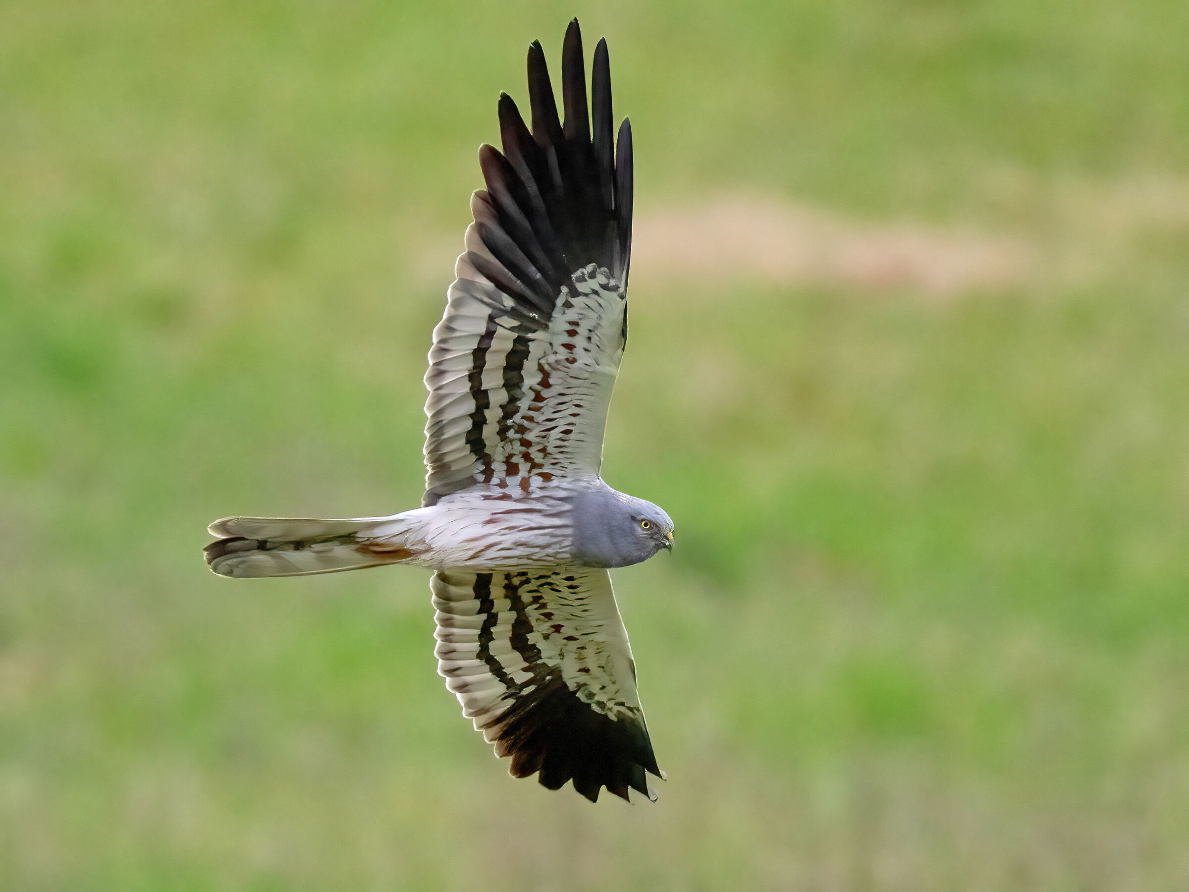 Montagu's Harrier (Circus pygargus) - male