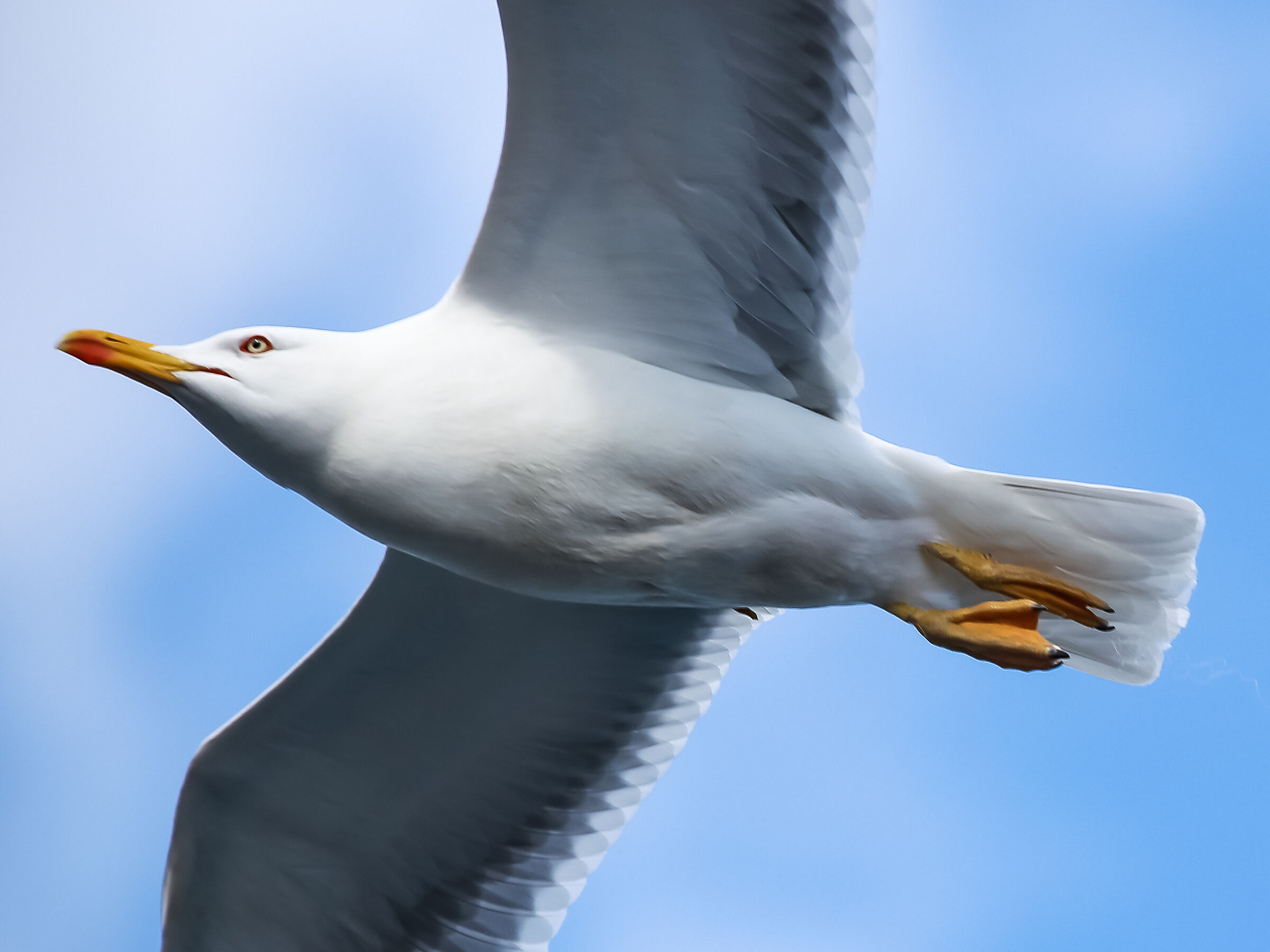 Seagull in flight