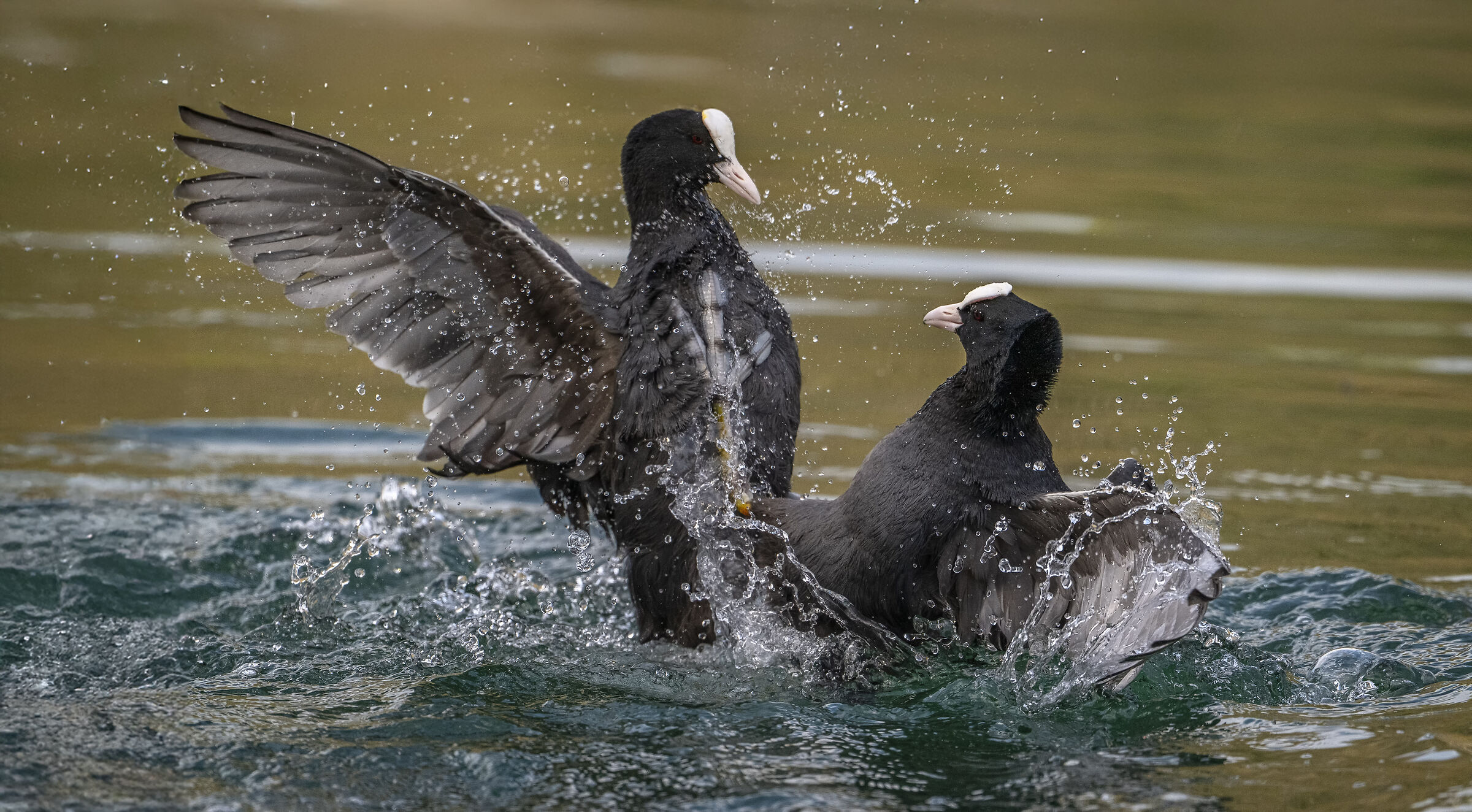 Coots