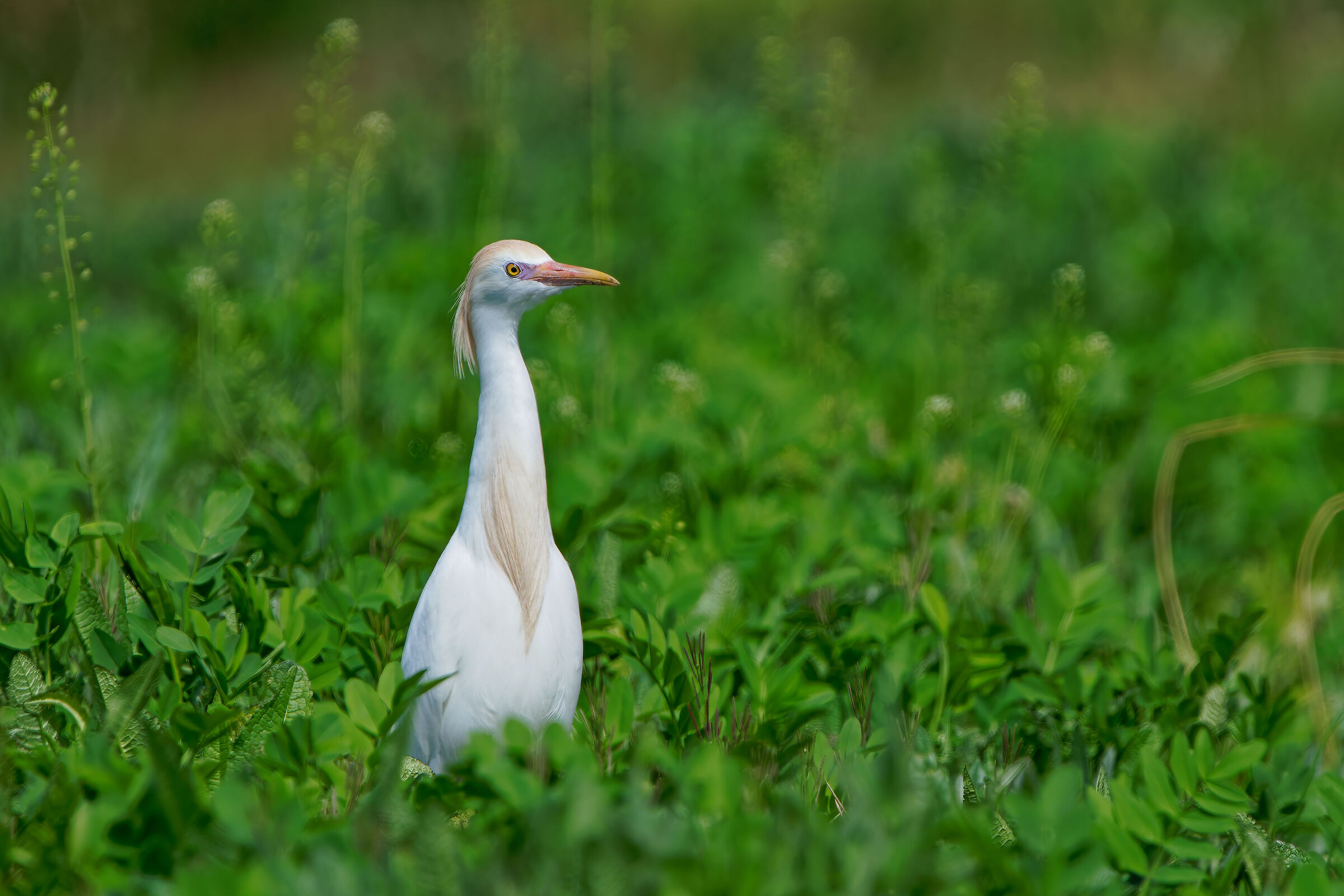 Airone guardabuoi (Bubulcus ibis)