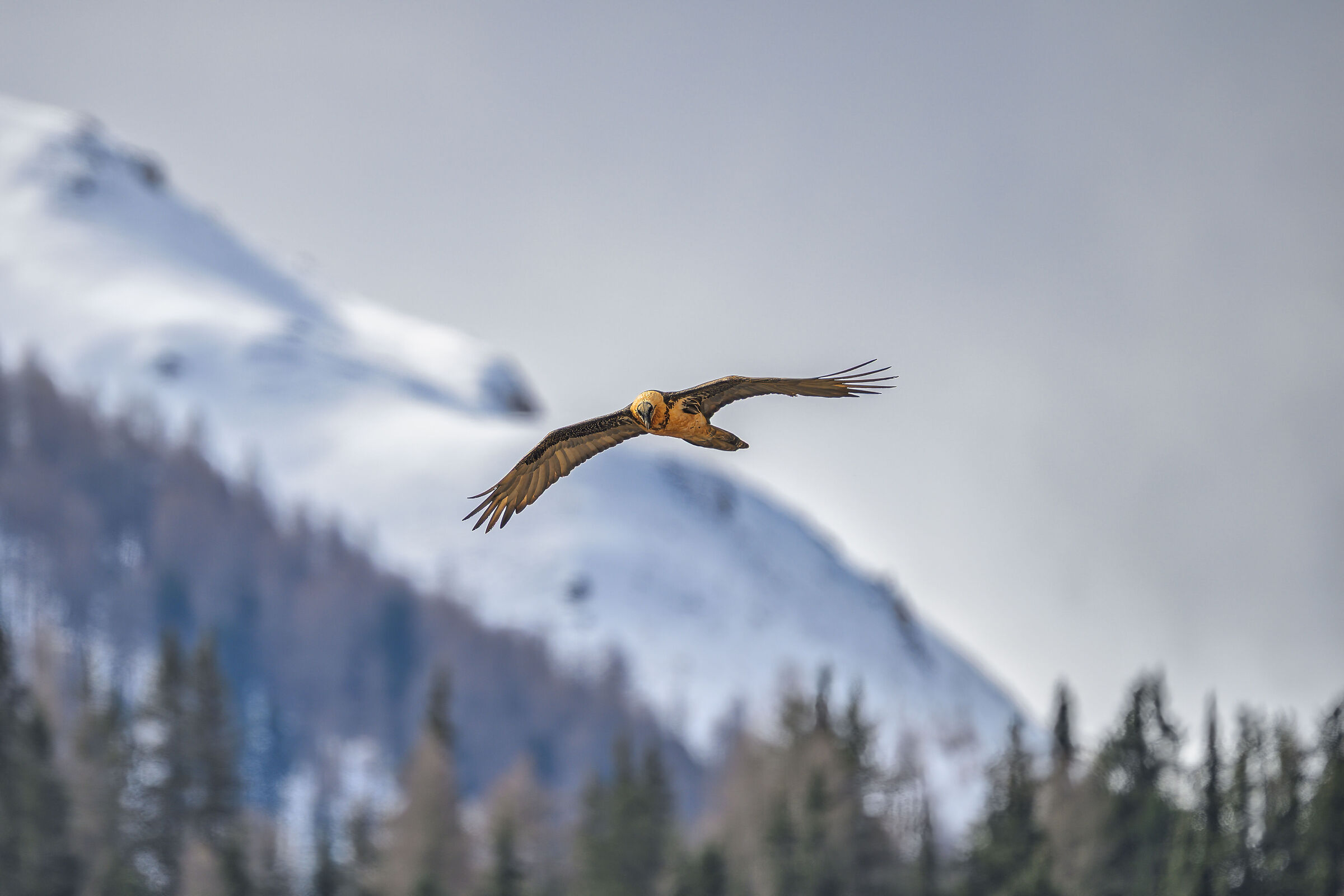 Swiss Bearded Vulture