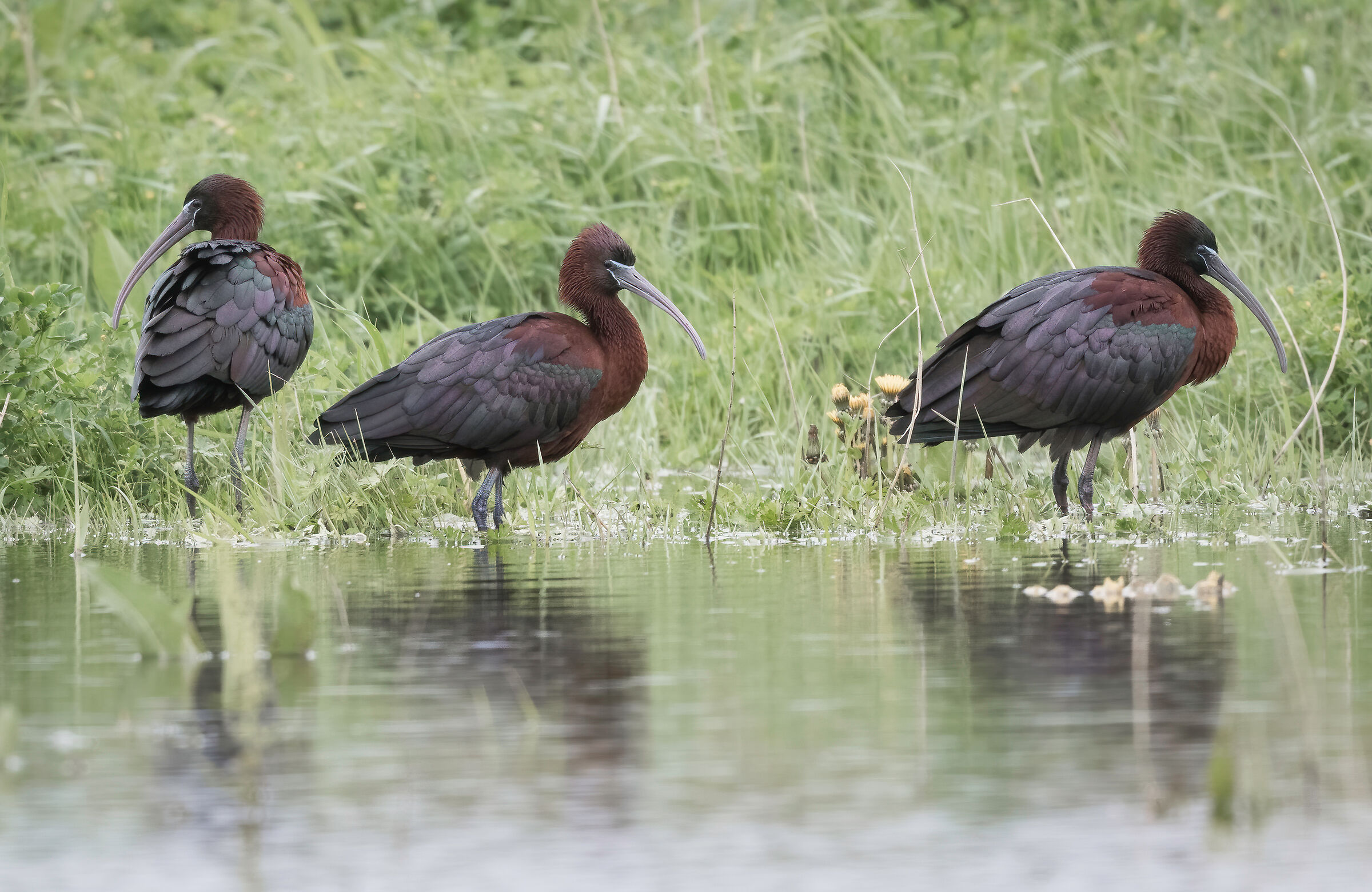 Glossy ibis