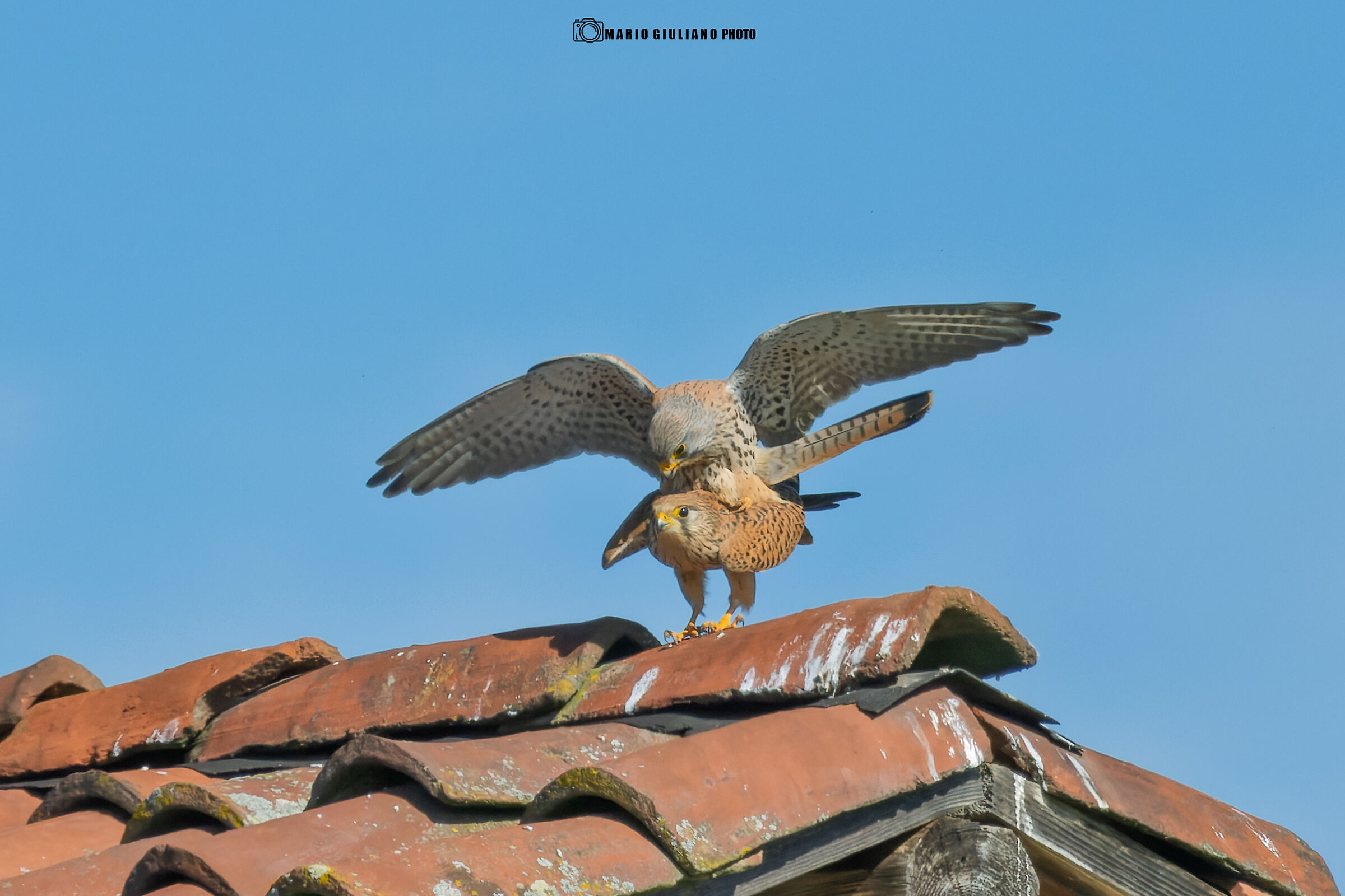 Gheppio in accoppiamento