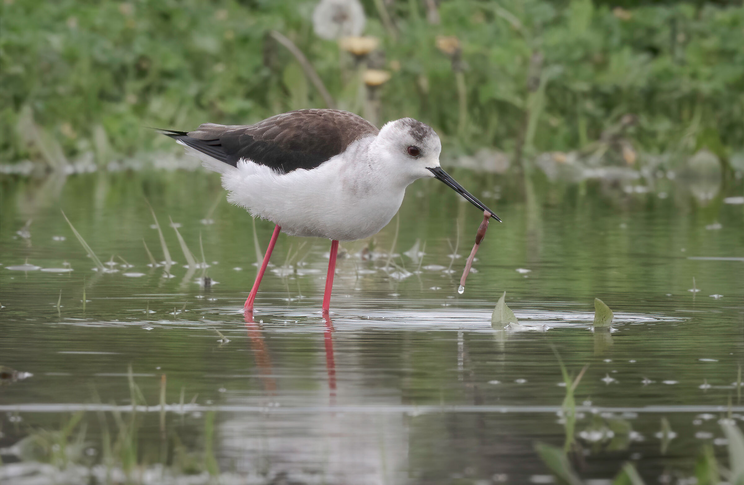 Black-winged Stilt