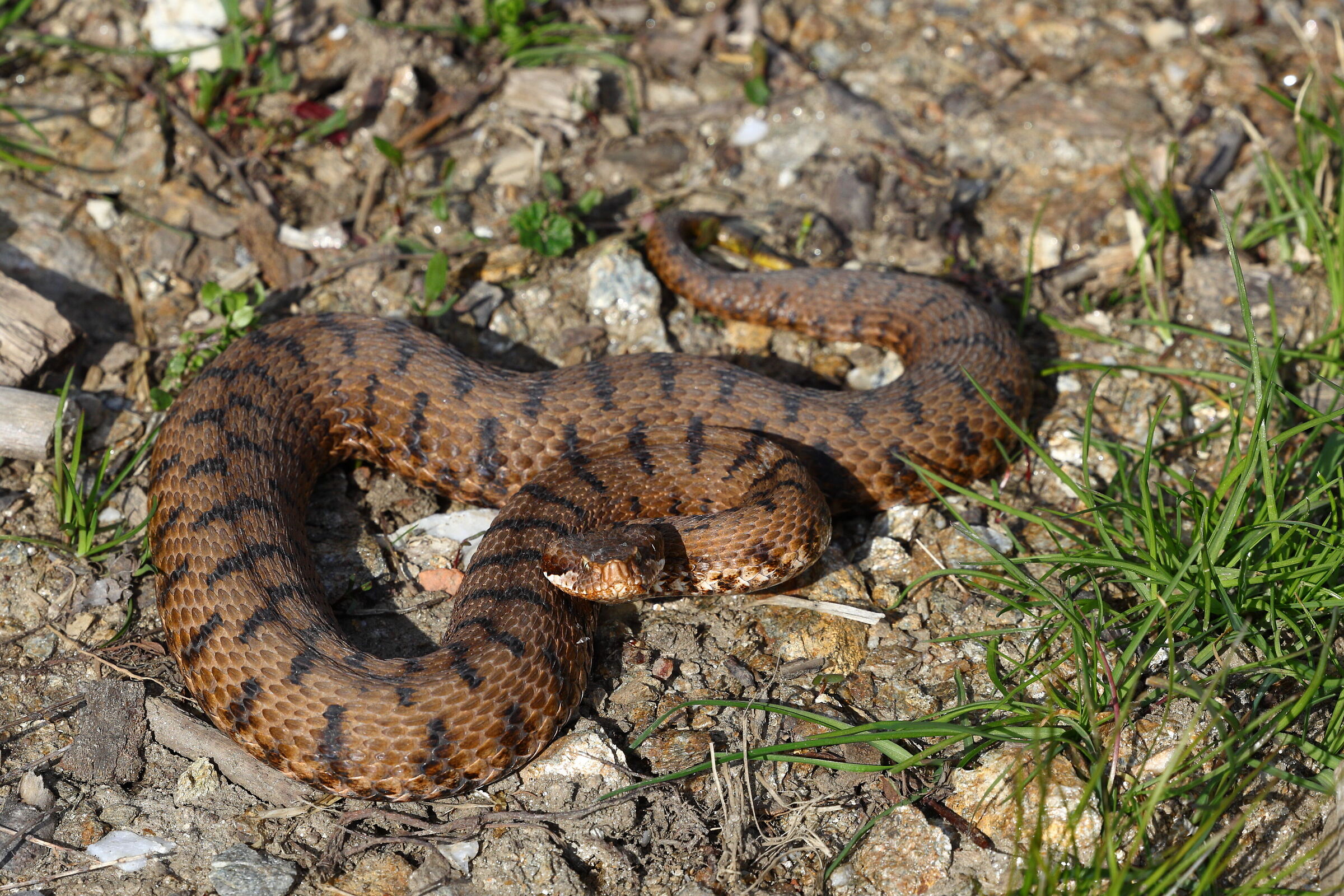 Vipera in una passeggiata
