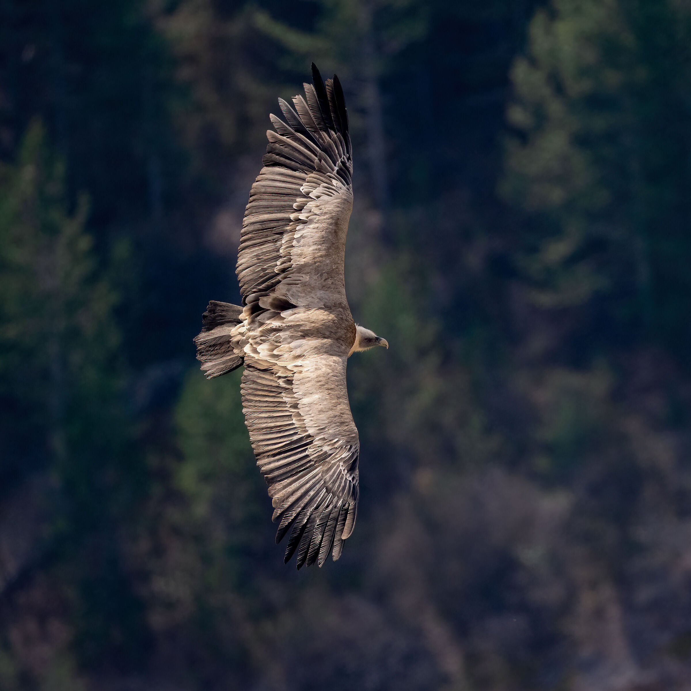 Griffin - Barronies Provencal