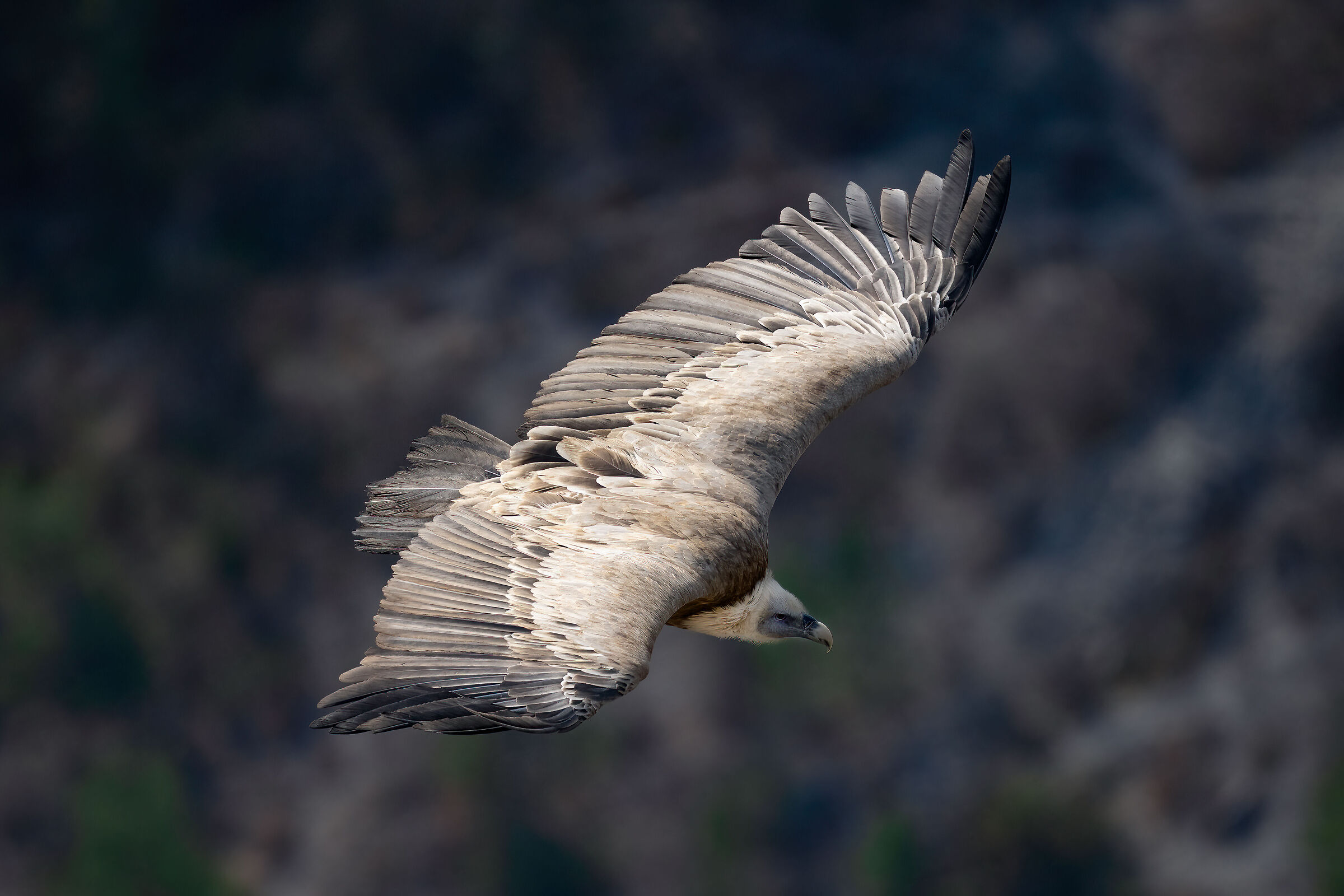 Griffin - Barronies Provencal
