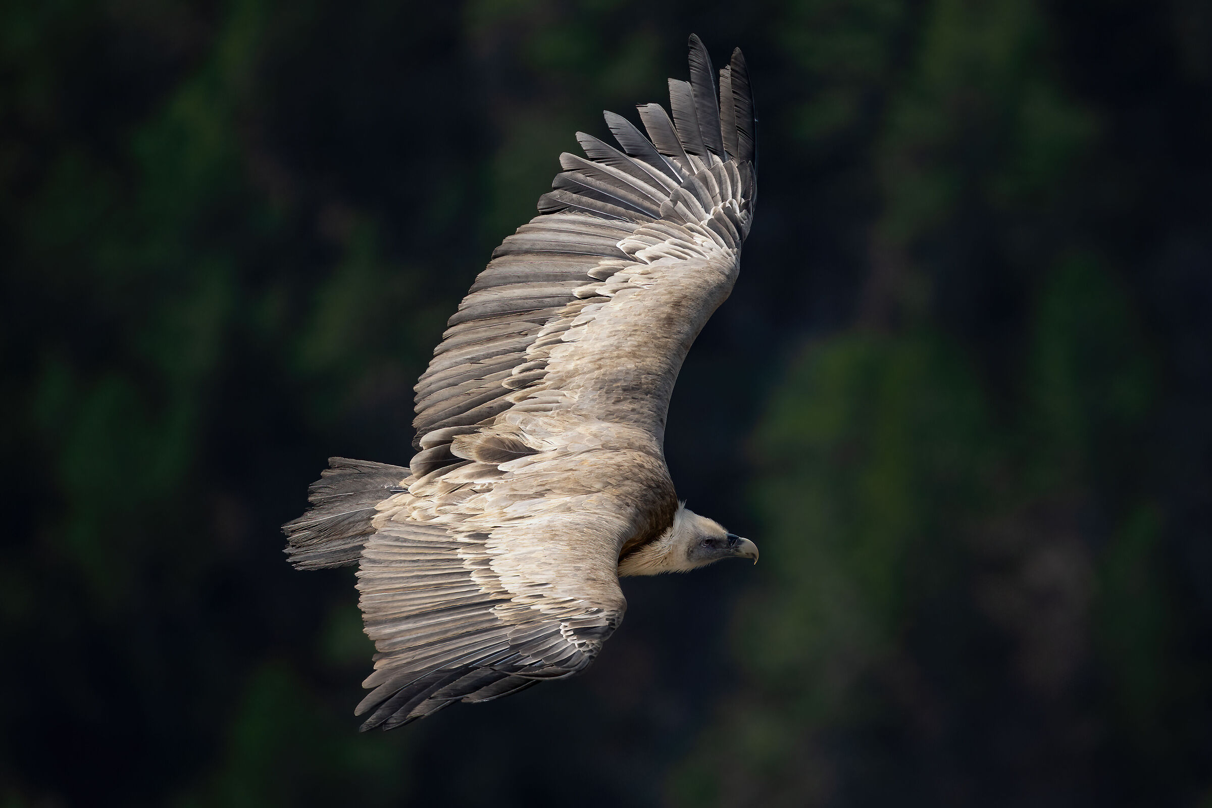 Griffin - Barronies Provencal