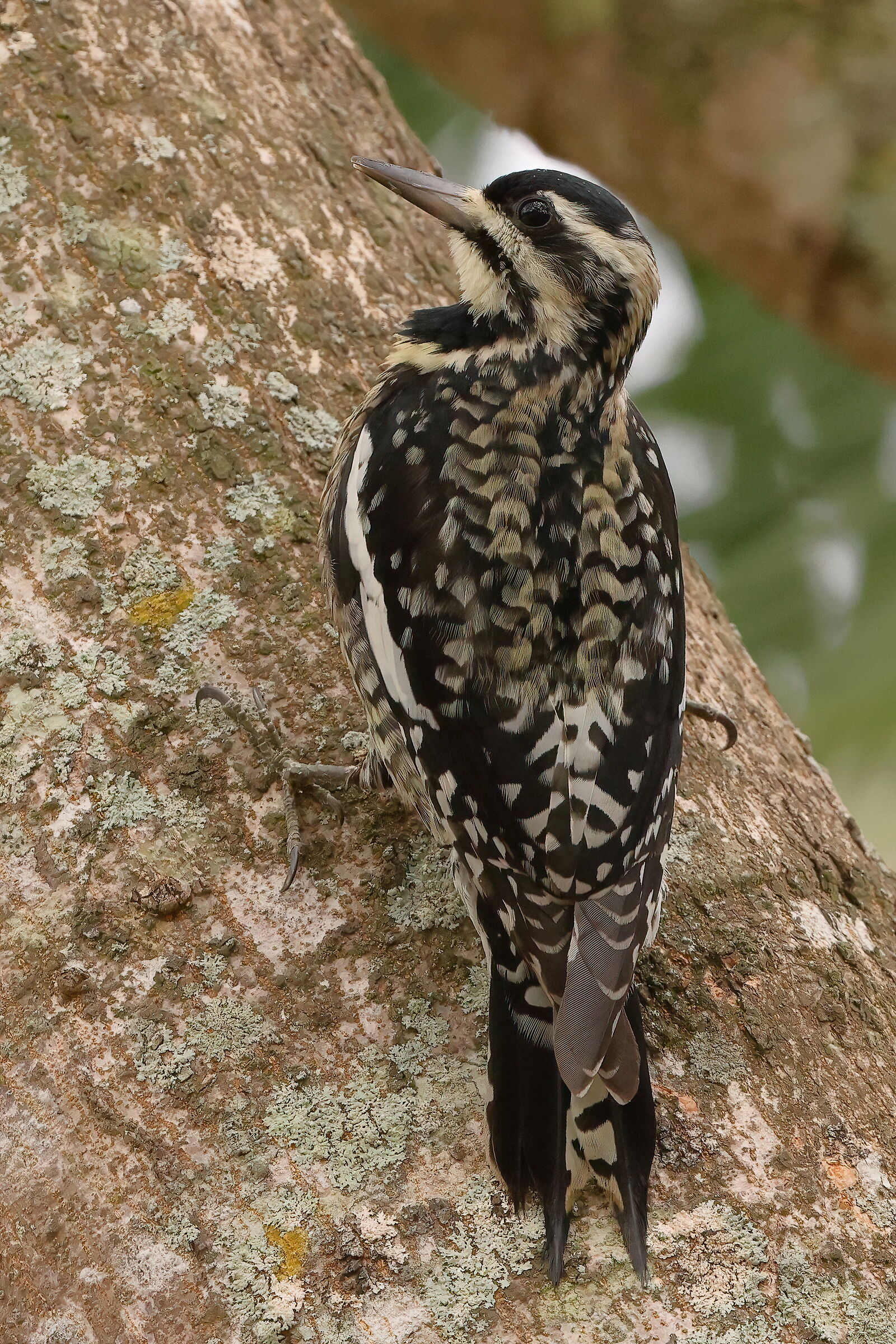 Yellow-bellied woodpecker