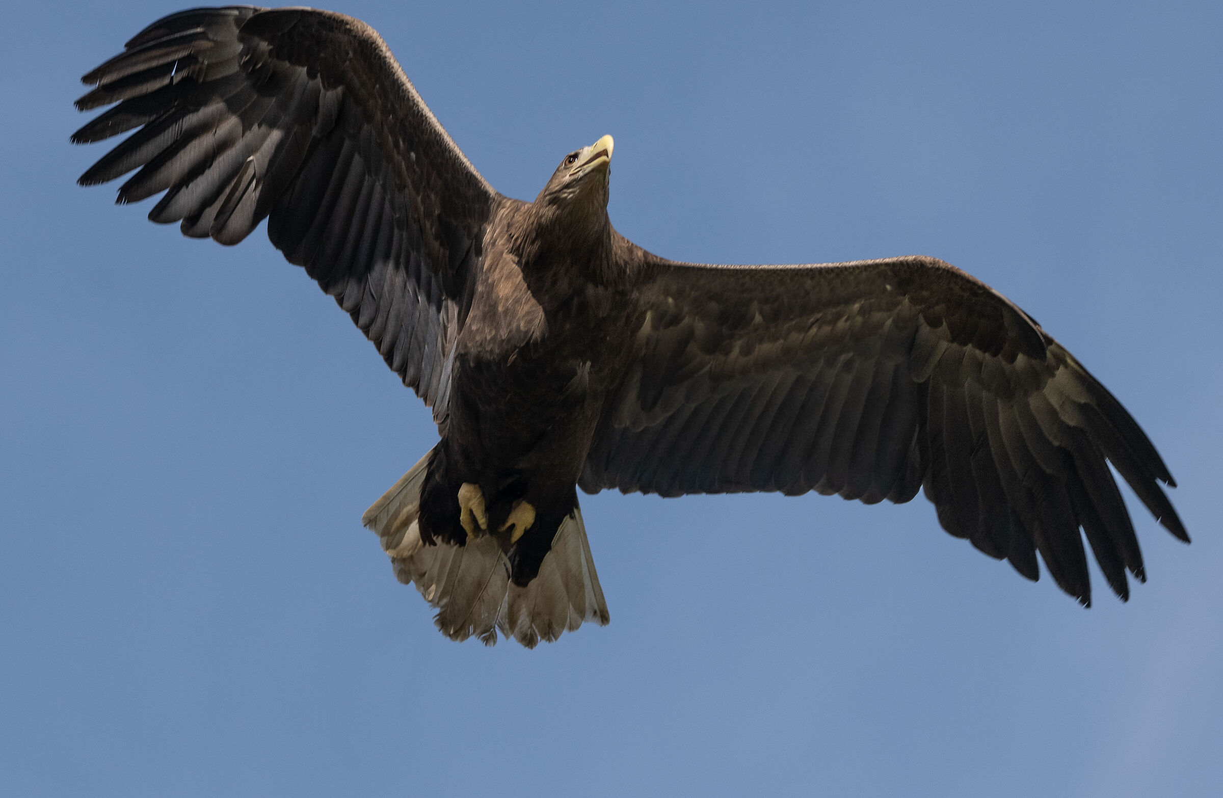 Aquila di mare codabianca