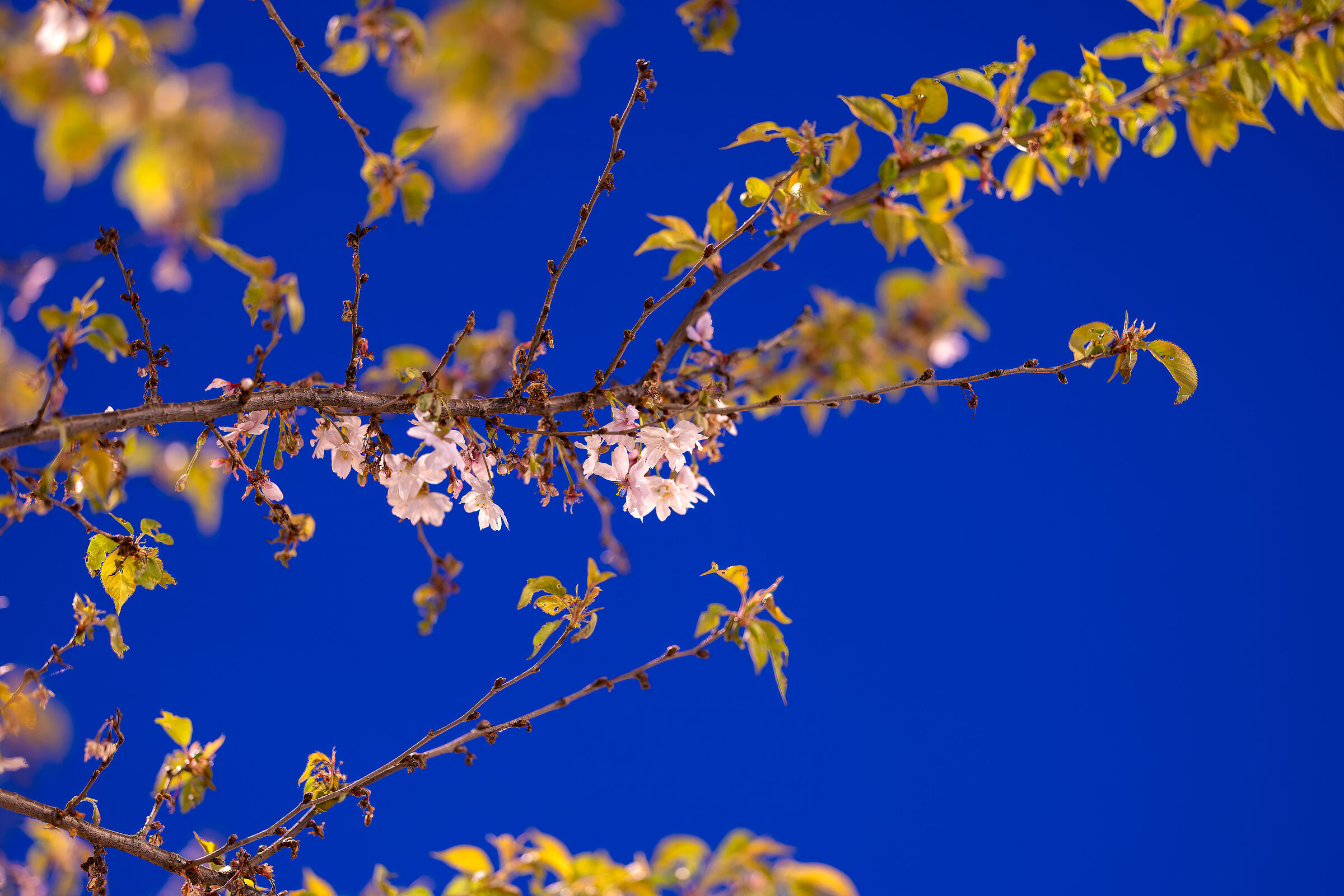 Night Sakura in Arona