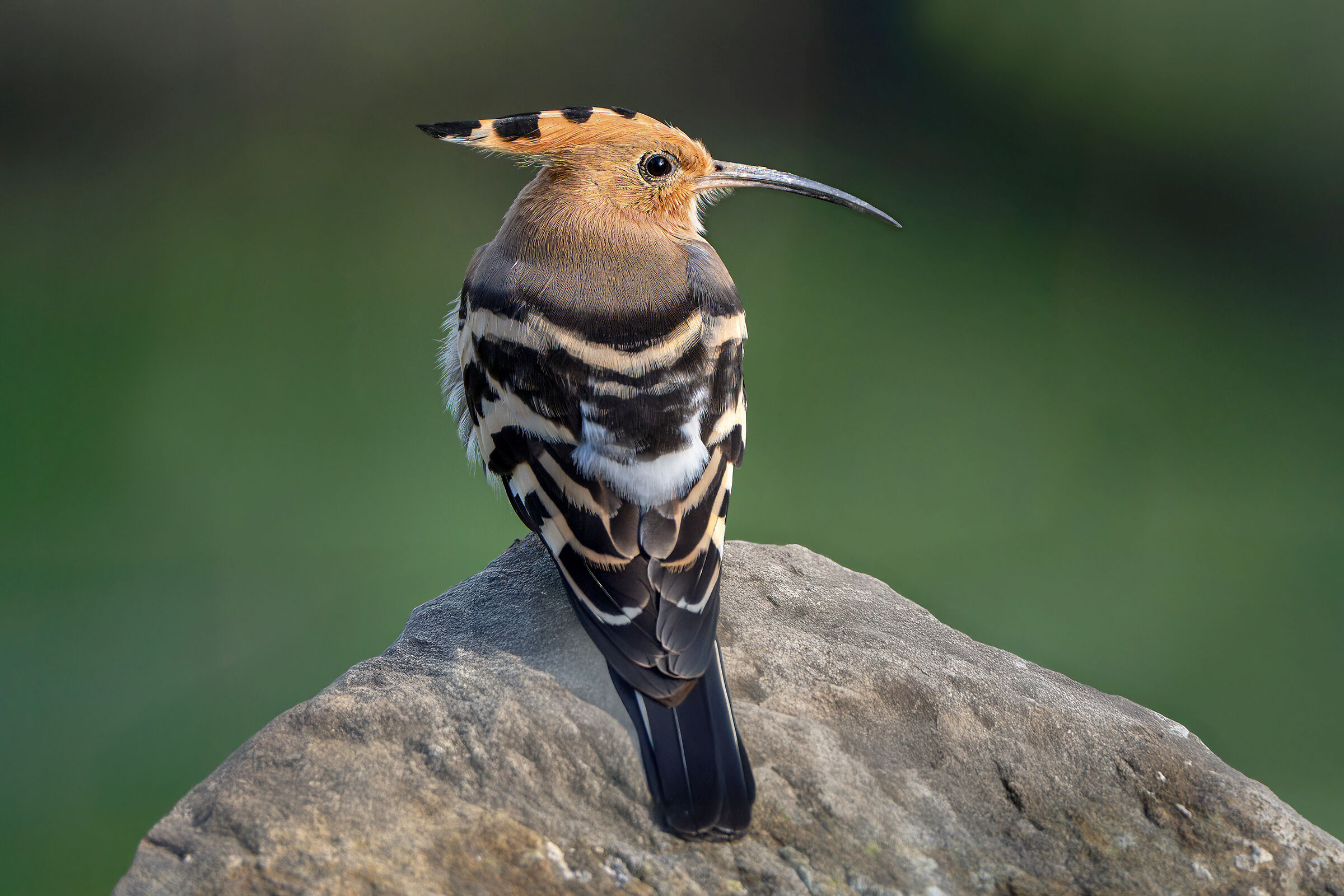 Hoopoe