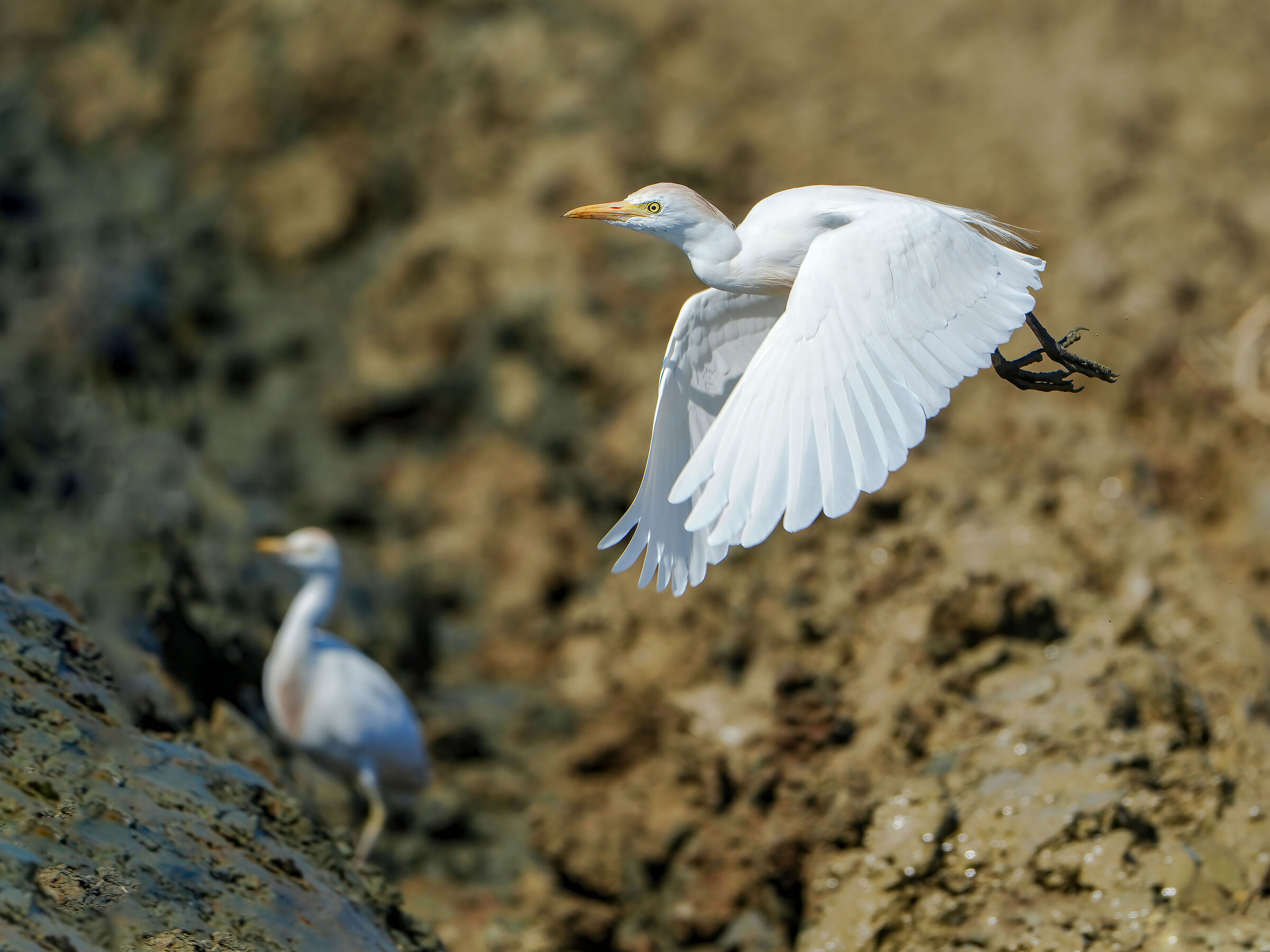 Cattle egret