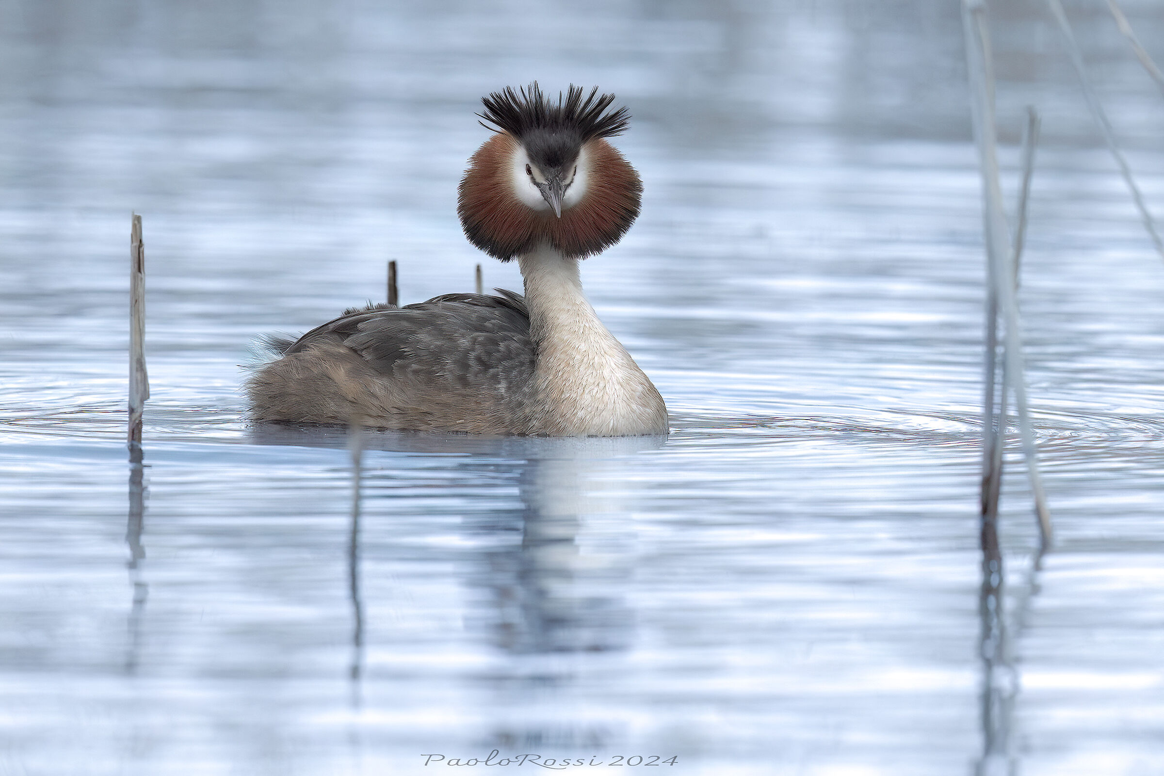 Great crested grebe...