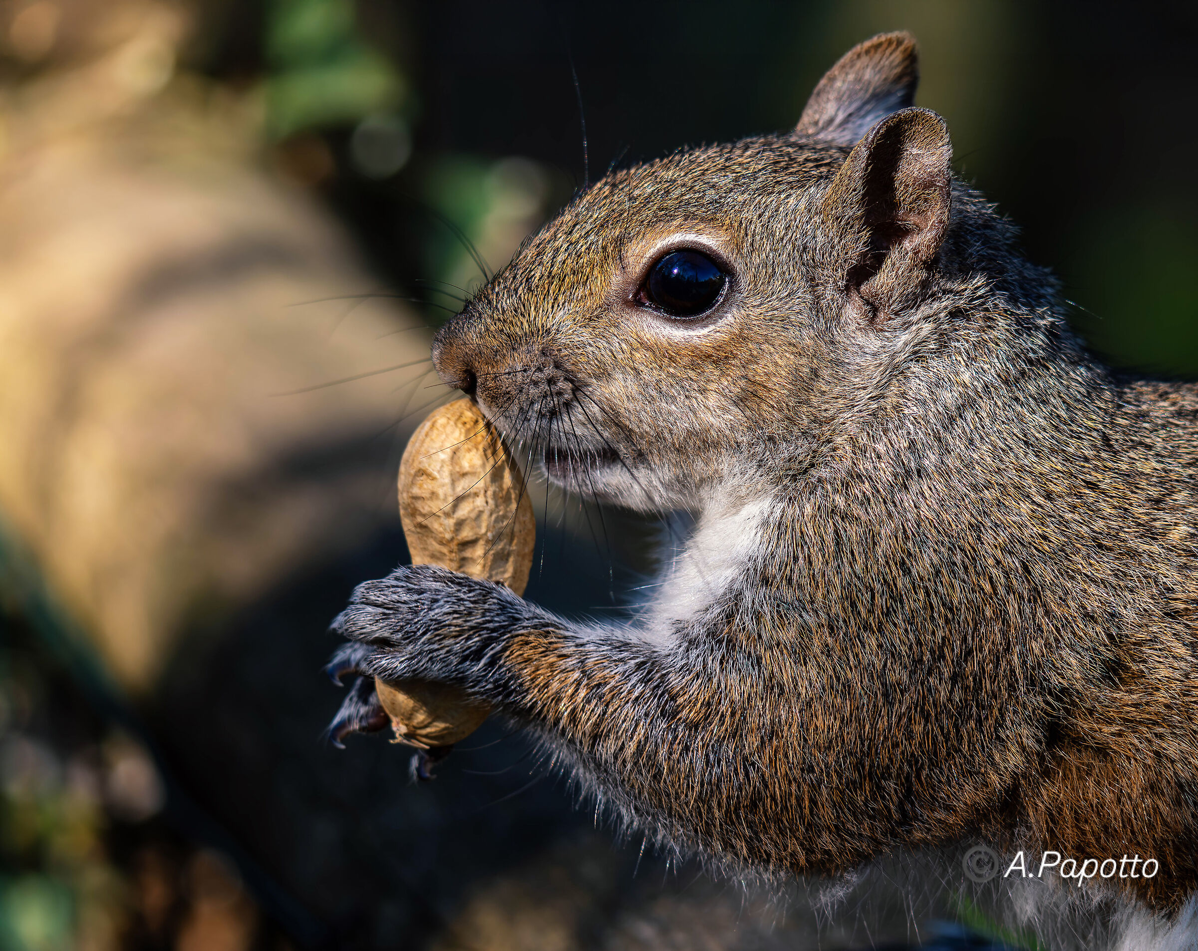 Squirrel