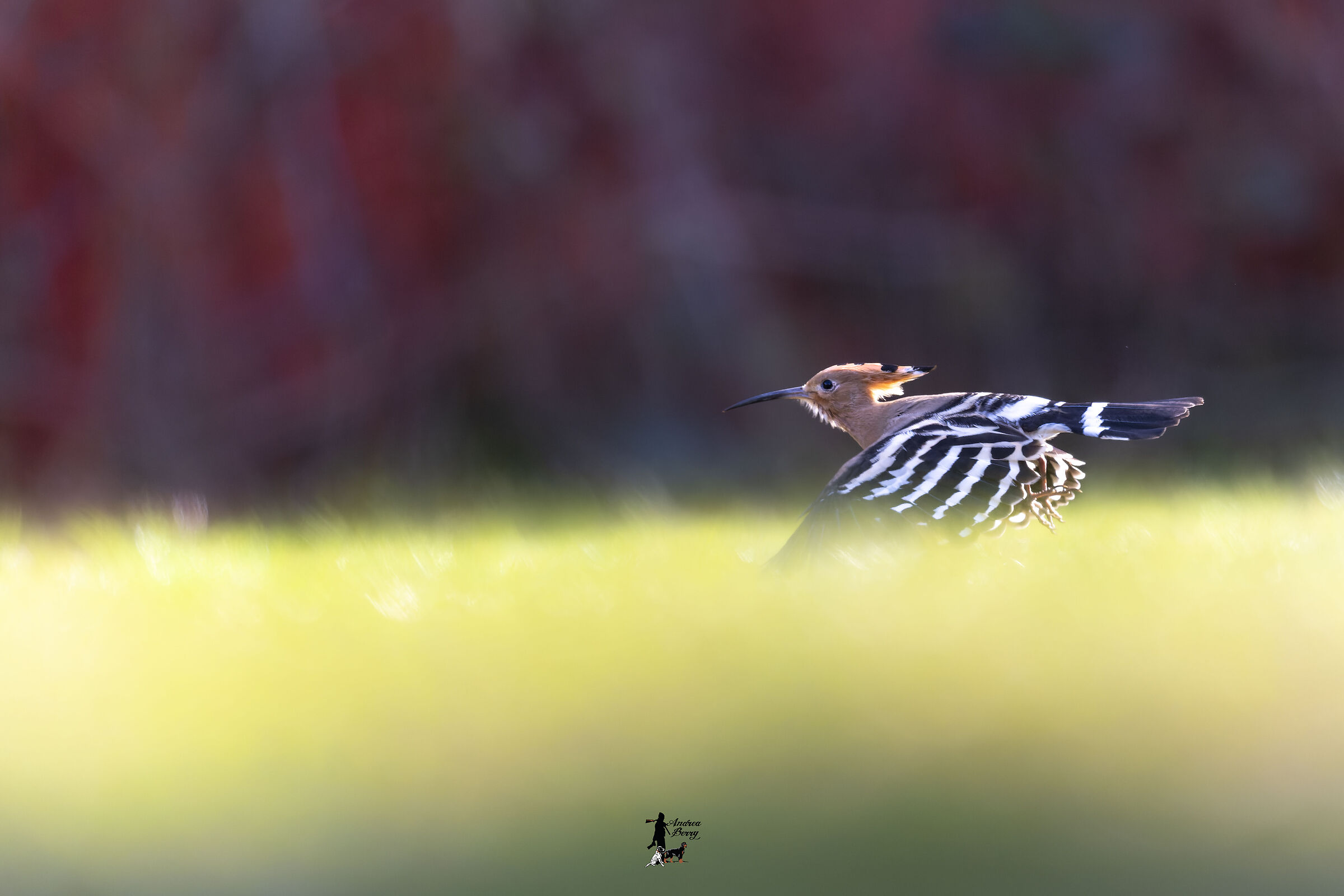 volo radente
