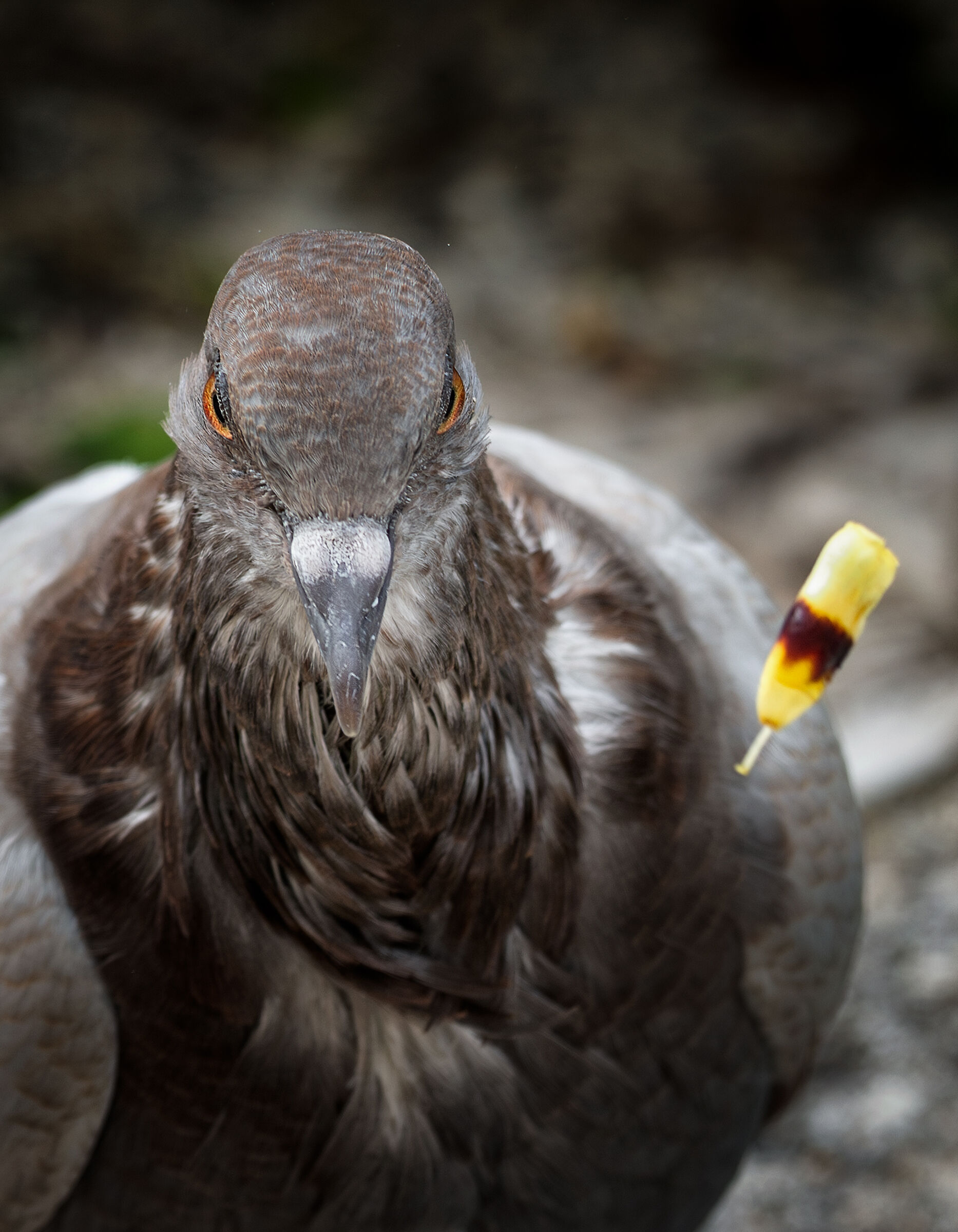 piccione mangia dei fiori