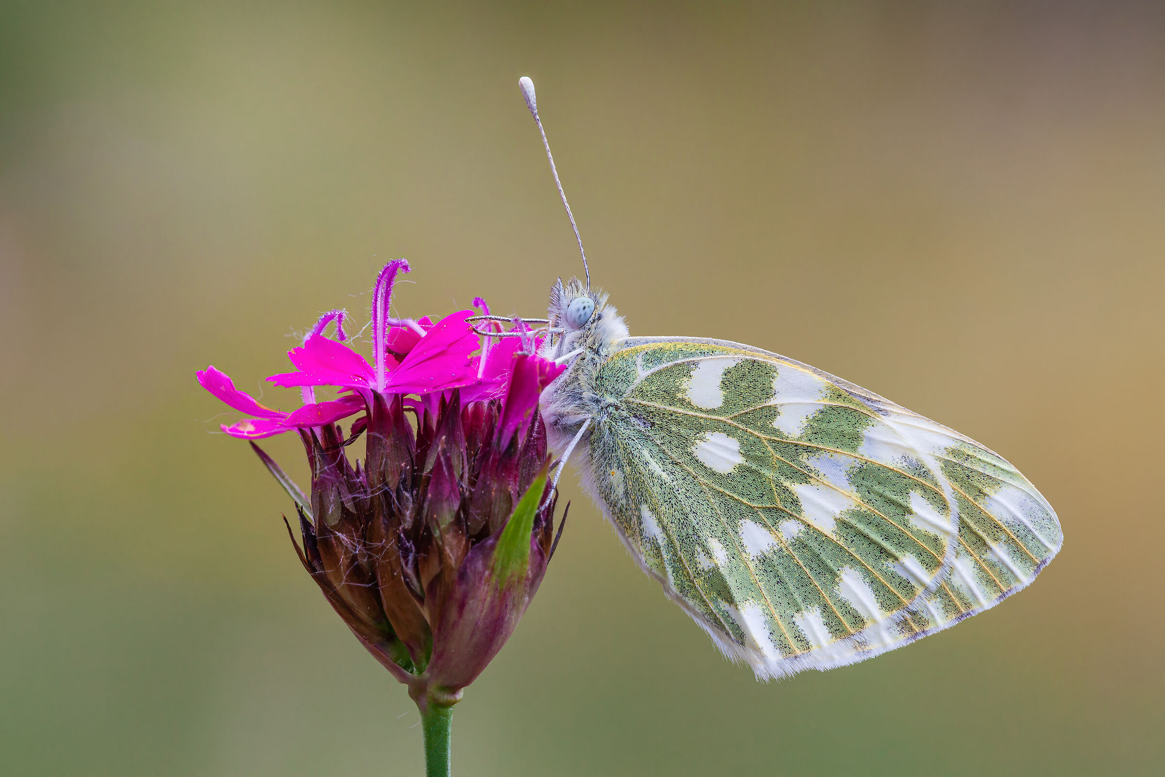 Edusa Pontia