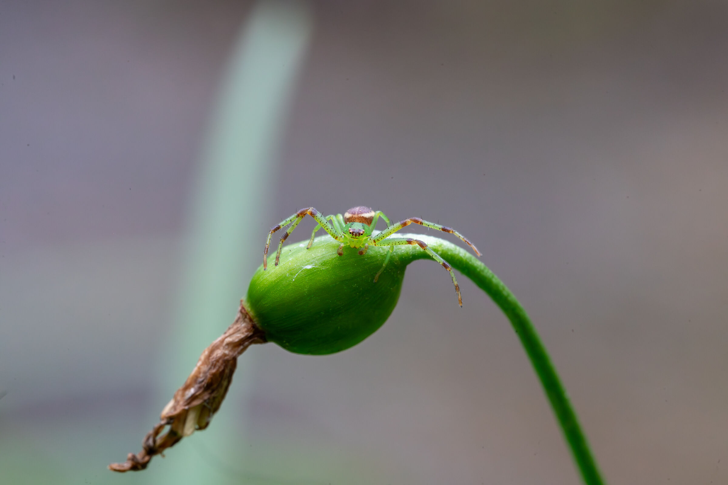 A very brave little spider