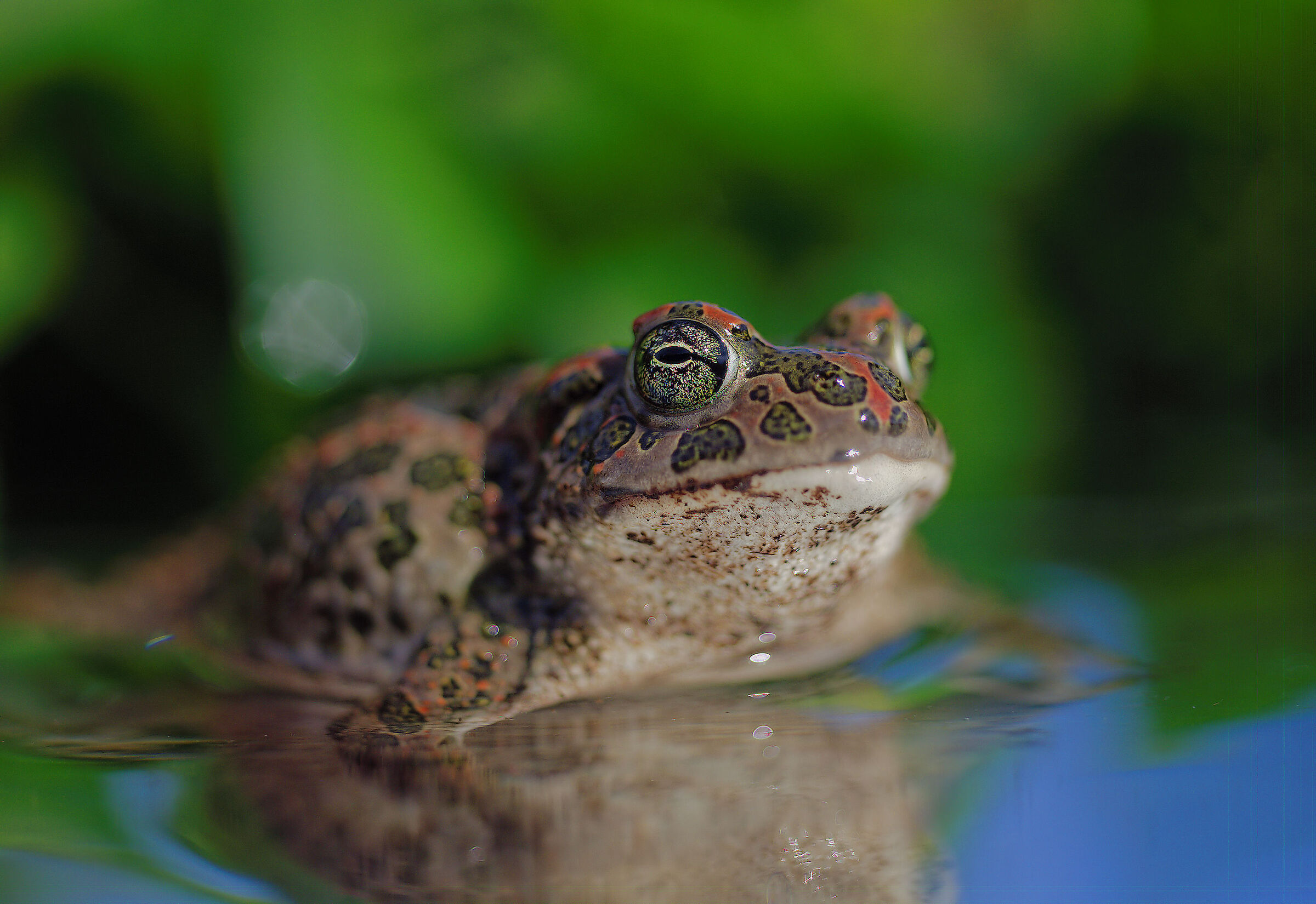 Female emerald toad
