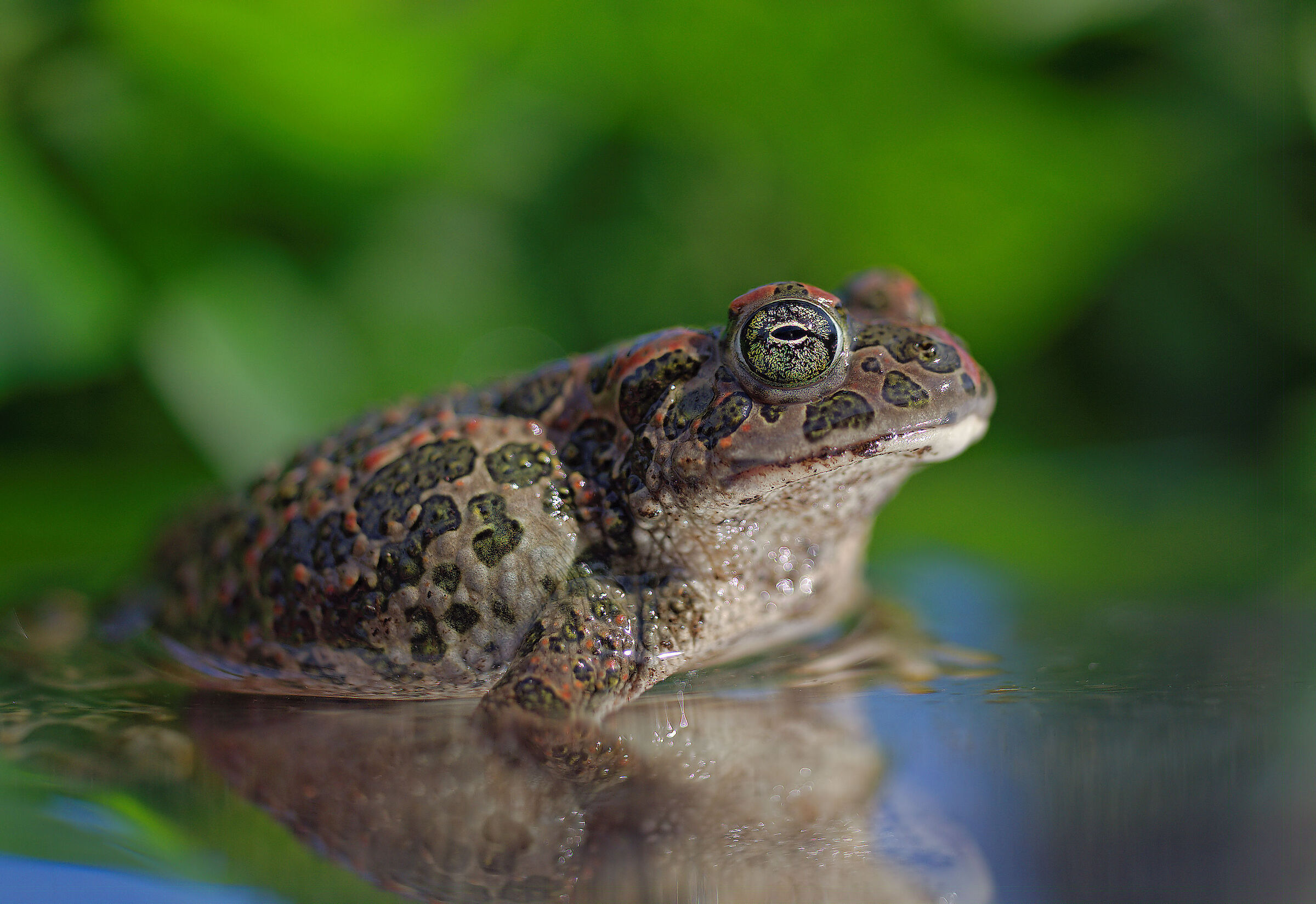 Female emerald toad