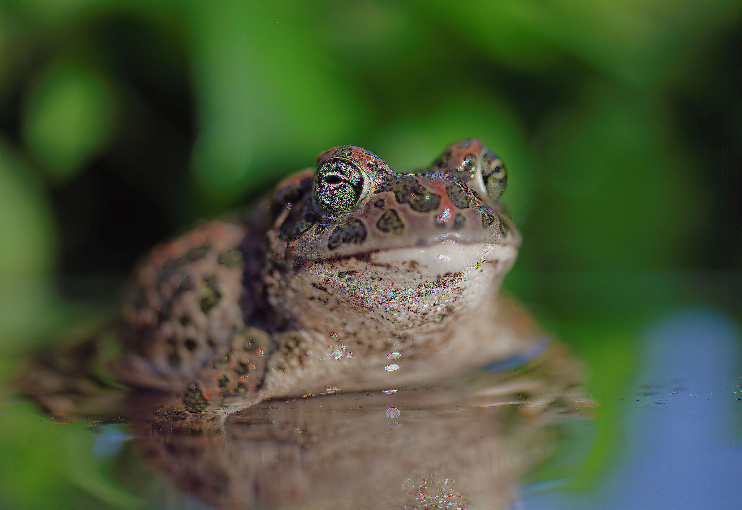 Female emerald toad