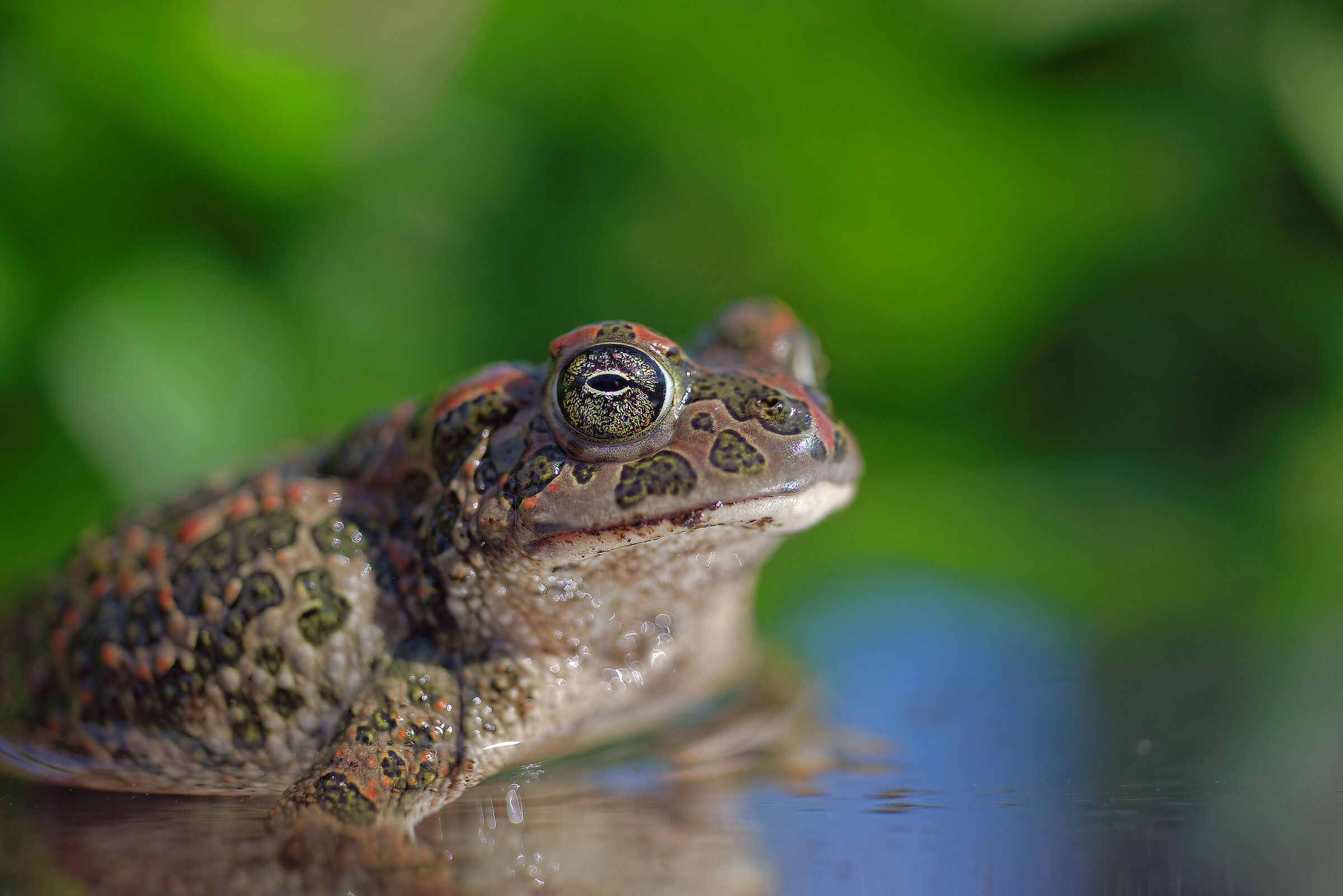 Female emerald toad