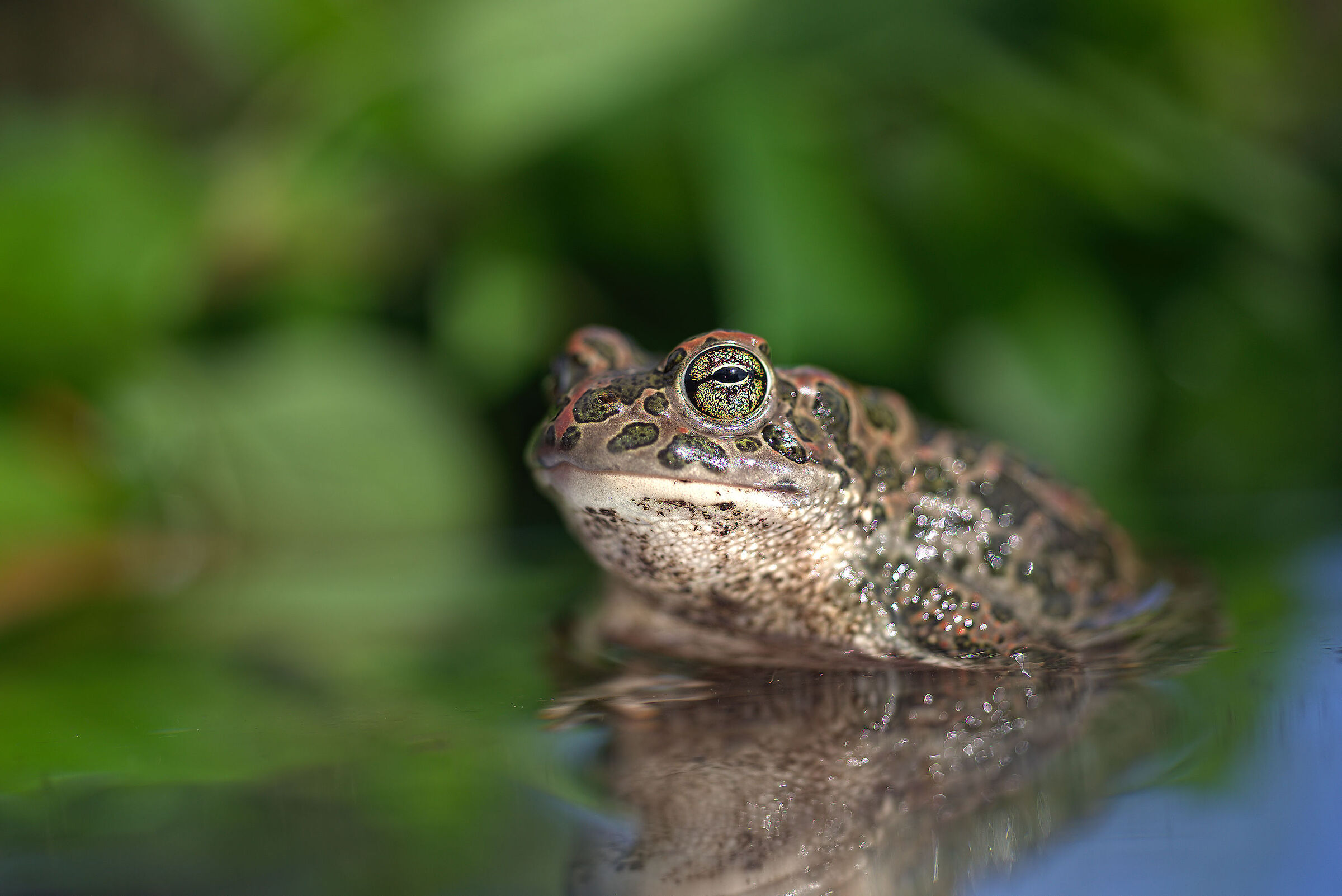 Female emerald toad