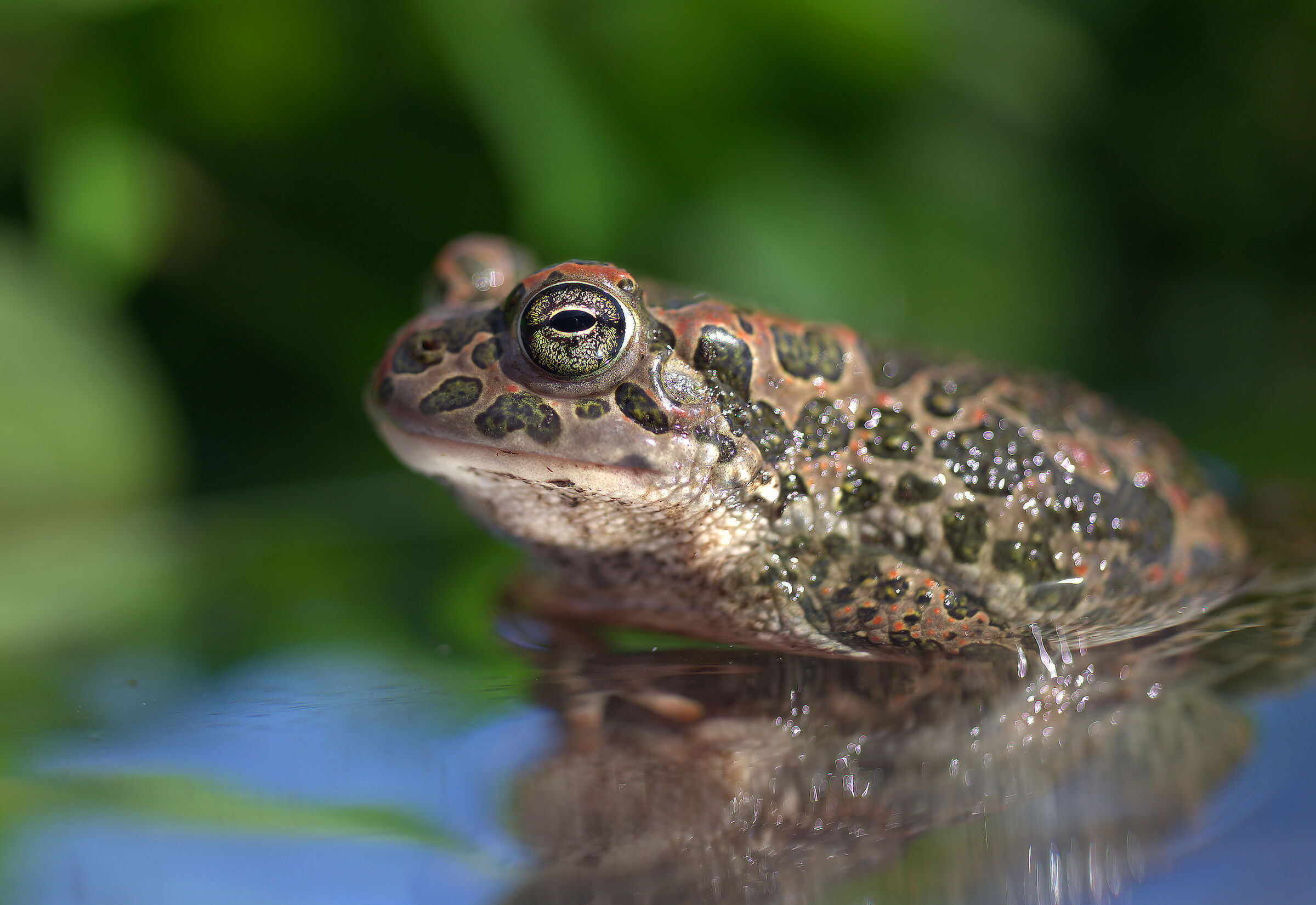 Female emerald toad