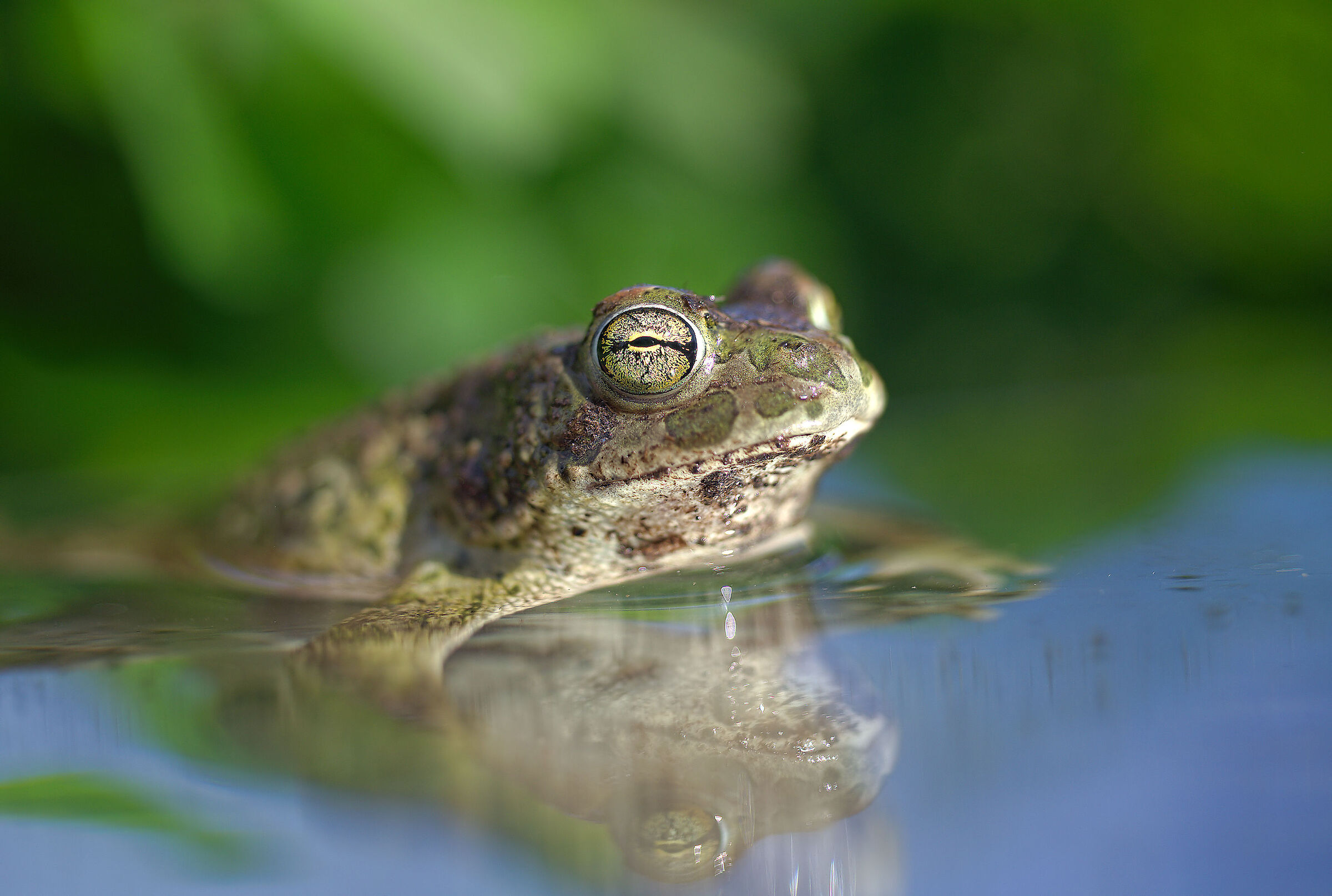 Male Emerald Toad