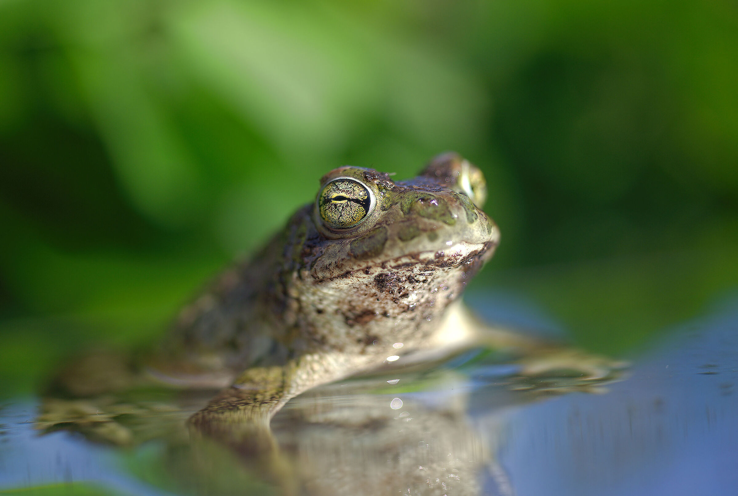 Male Emerald Toad