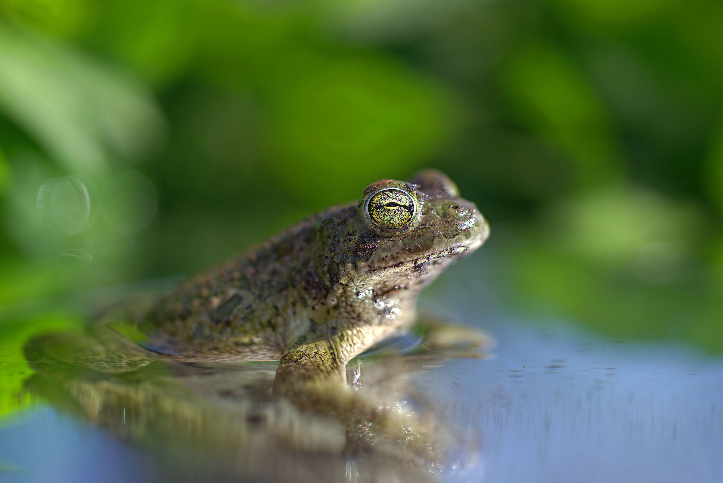 Male Emerald Toad