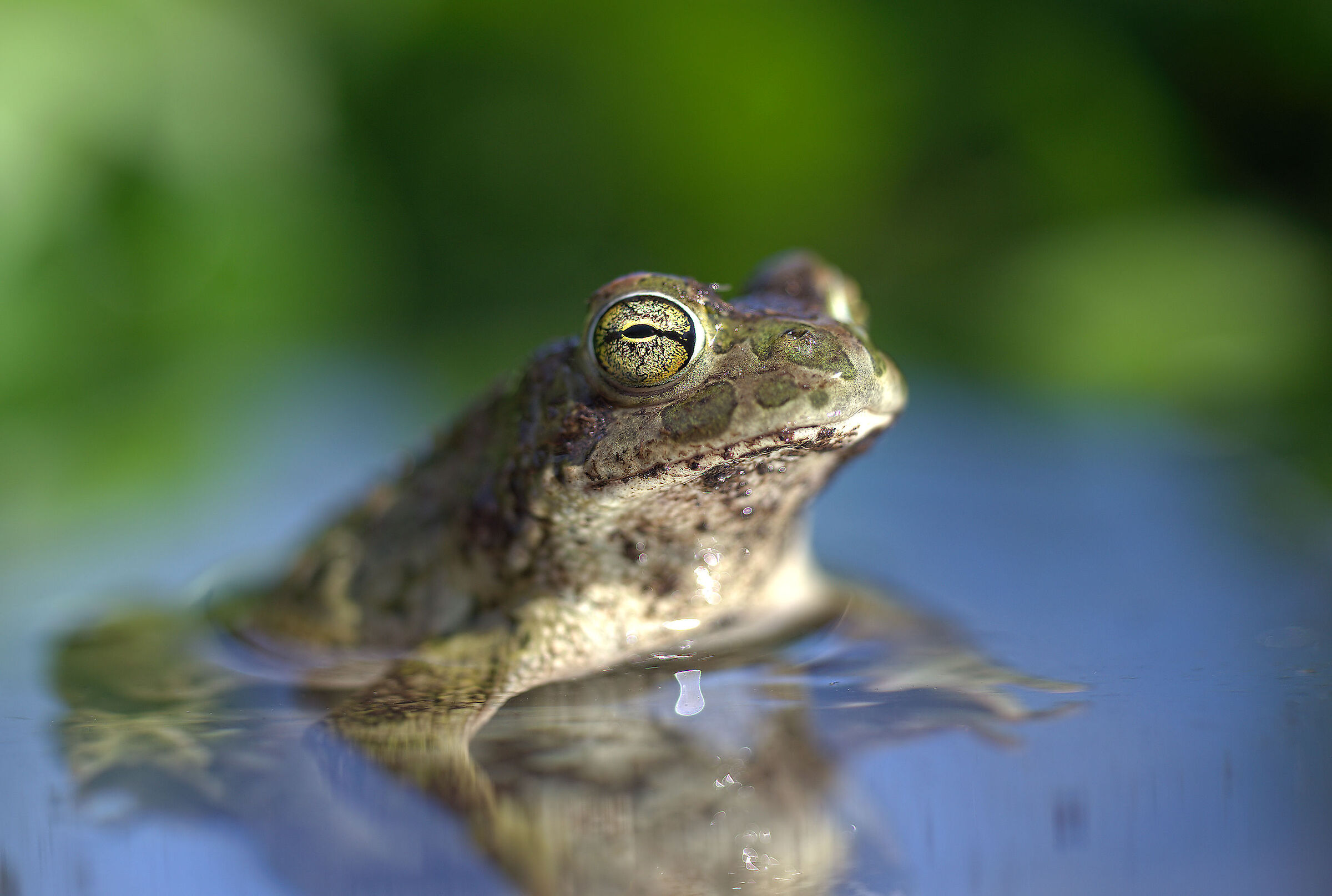 Male Emerald Toad