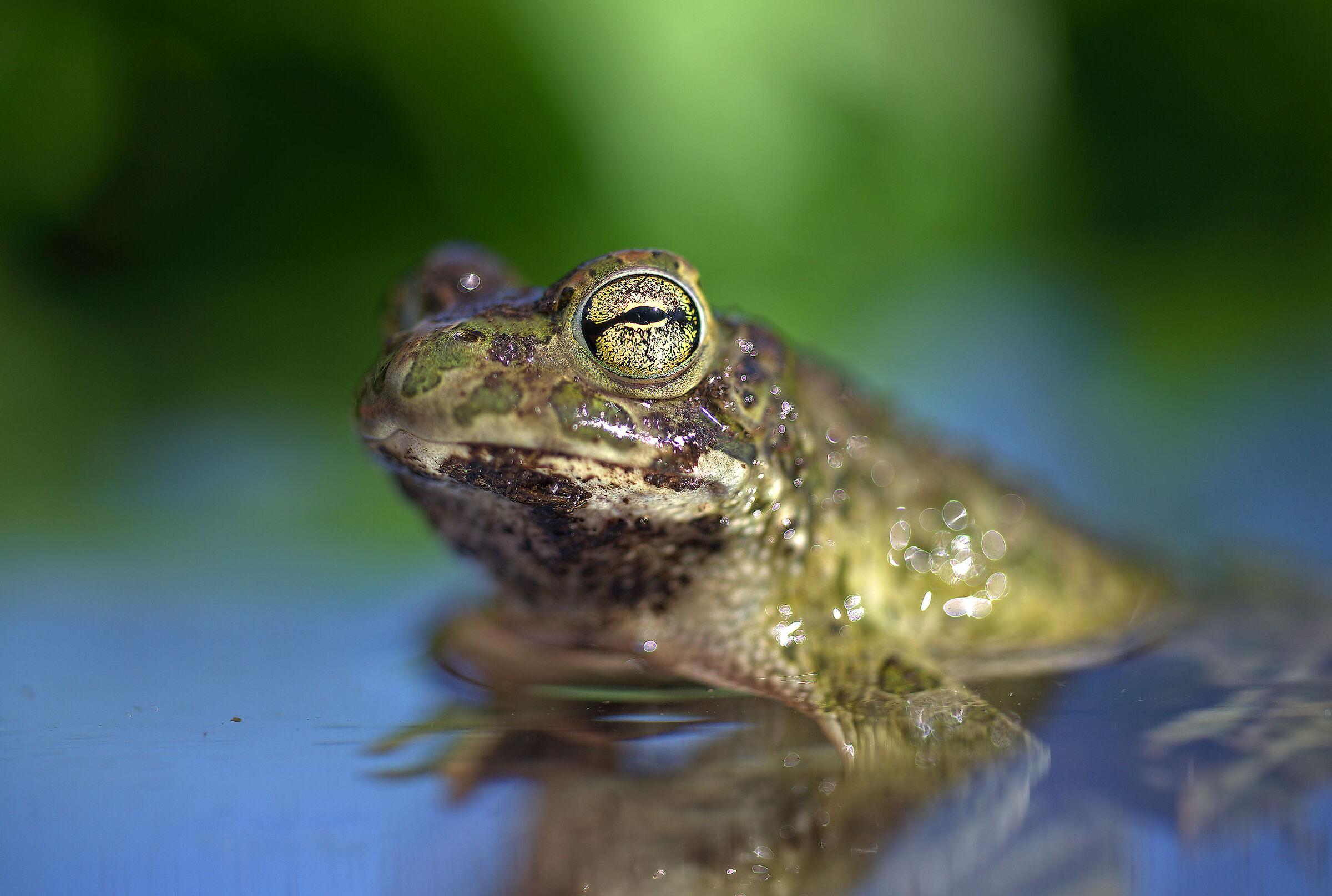 Male Emerald Toad