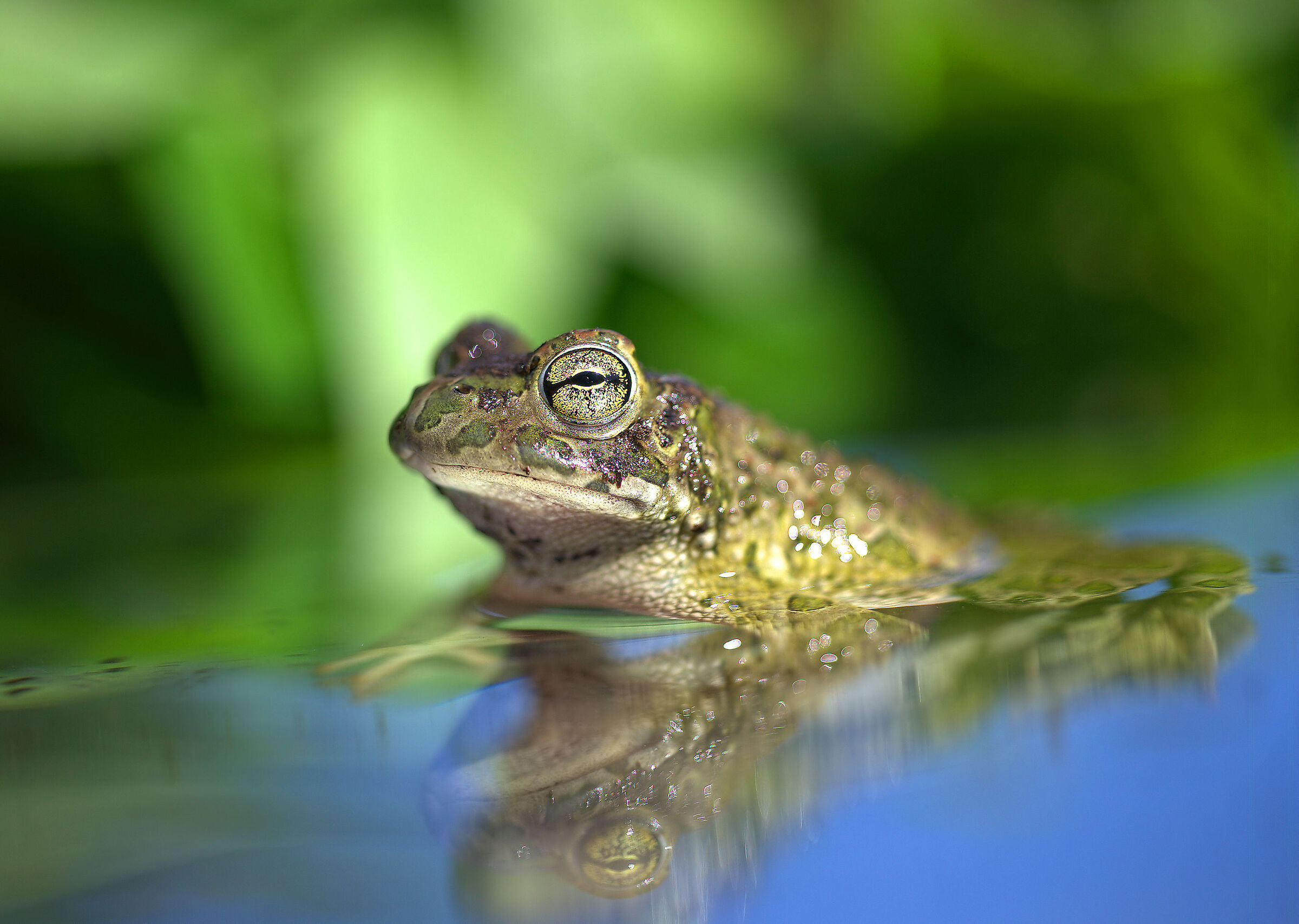 Male Emerald Toad