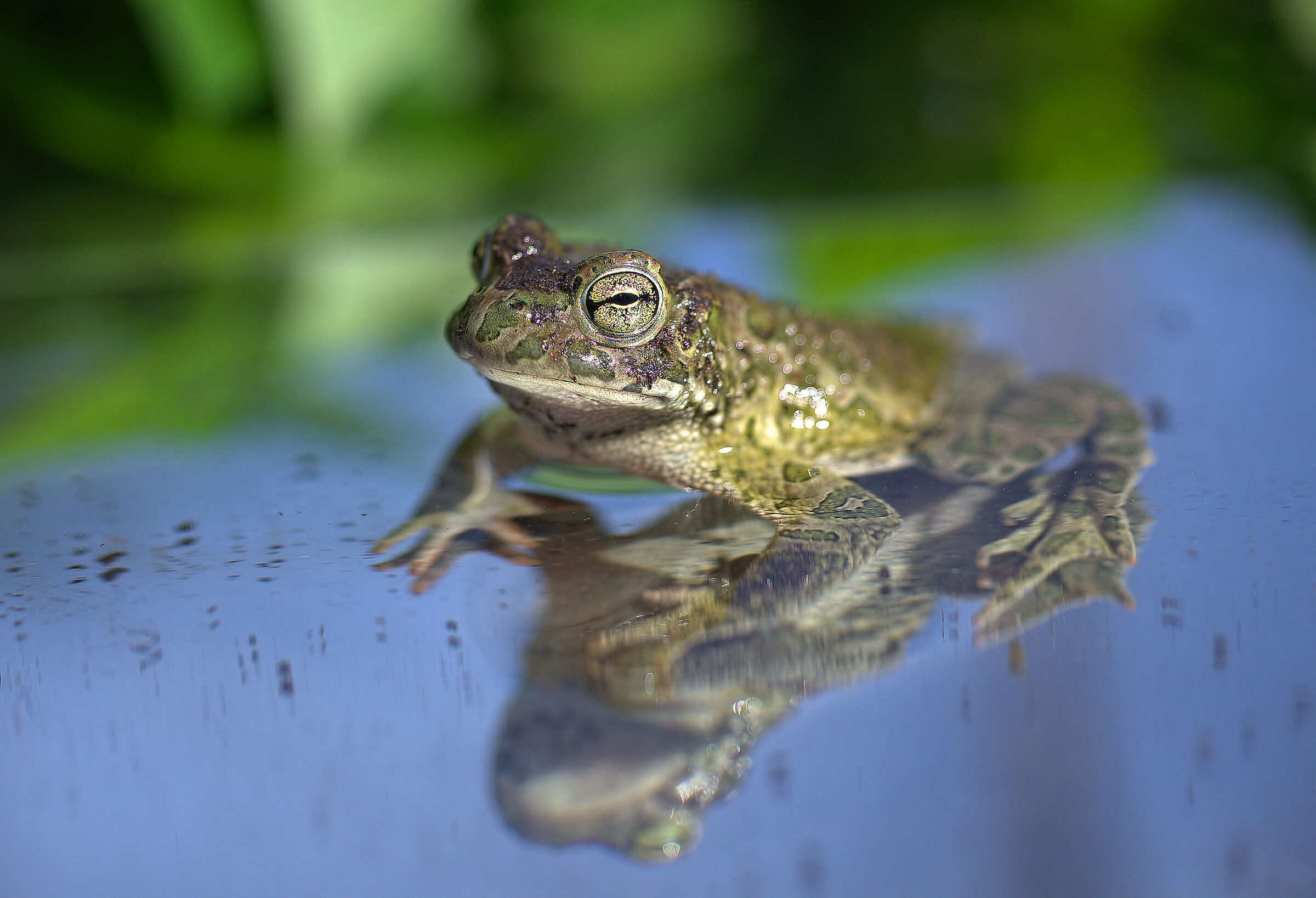 Male Emerald Toad