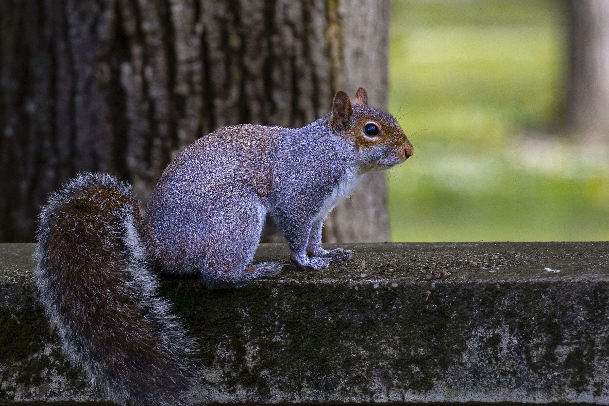 Squirrels in the park 1
