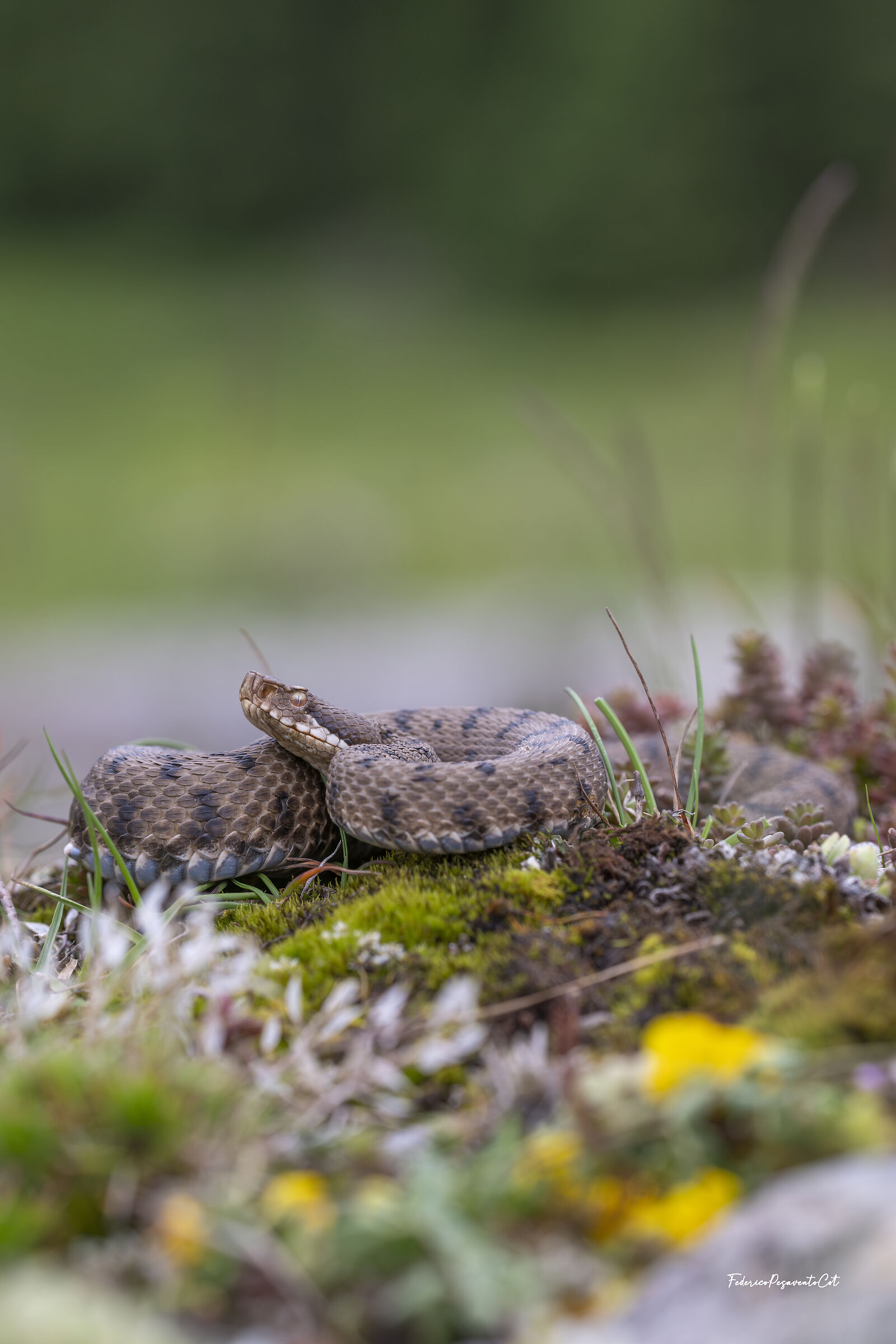 Vipera Aspis francisciredi
