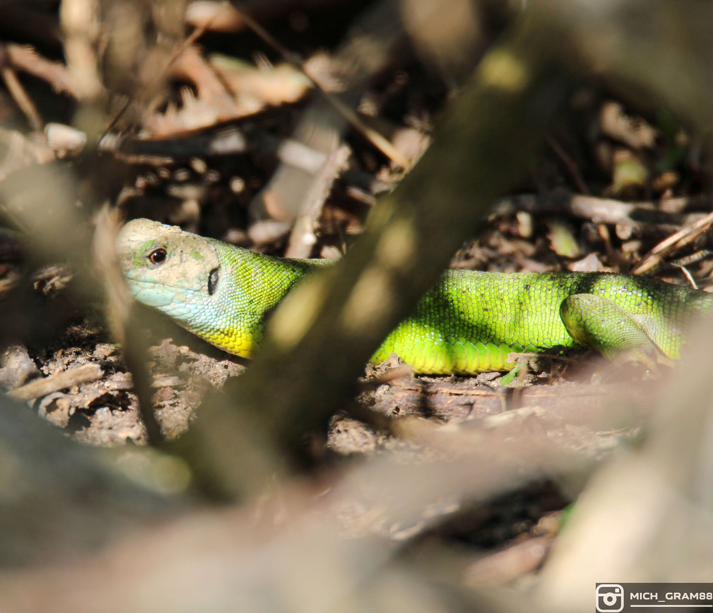 Green lizard